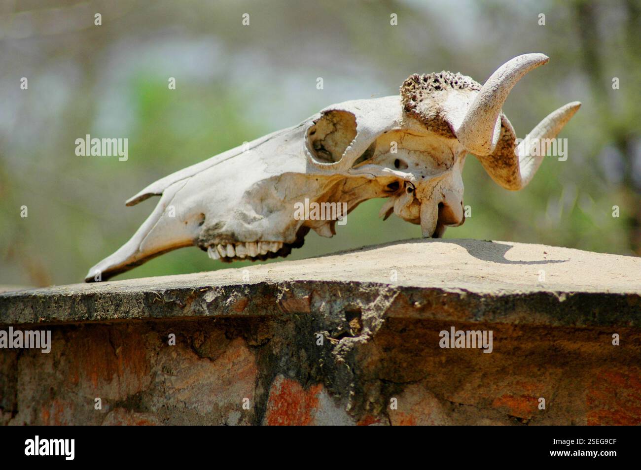 CARAVELLE DE BUFFLES AFRICAINS Banque D'Images