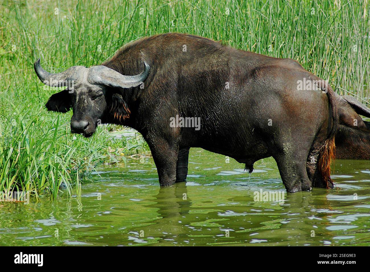 AFRICA WATER BUFFALO Banque D'Images
