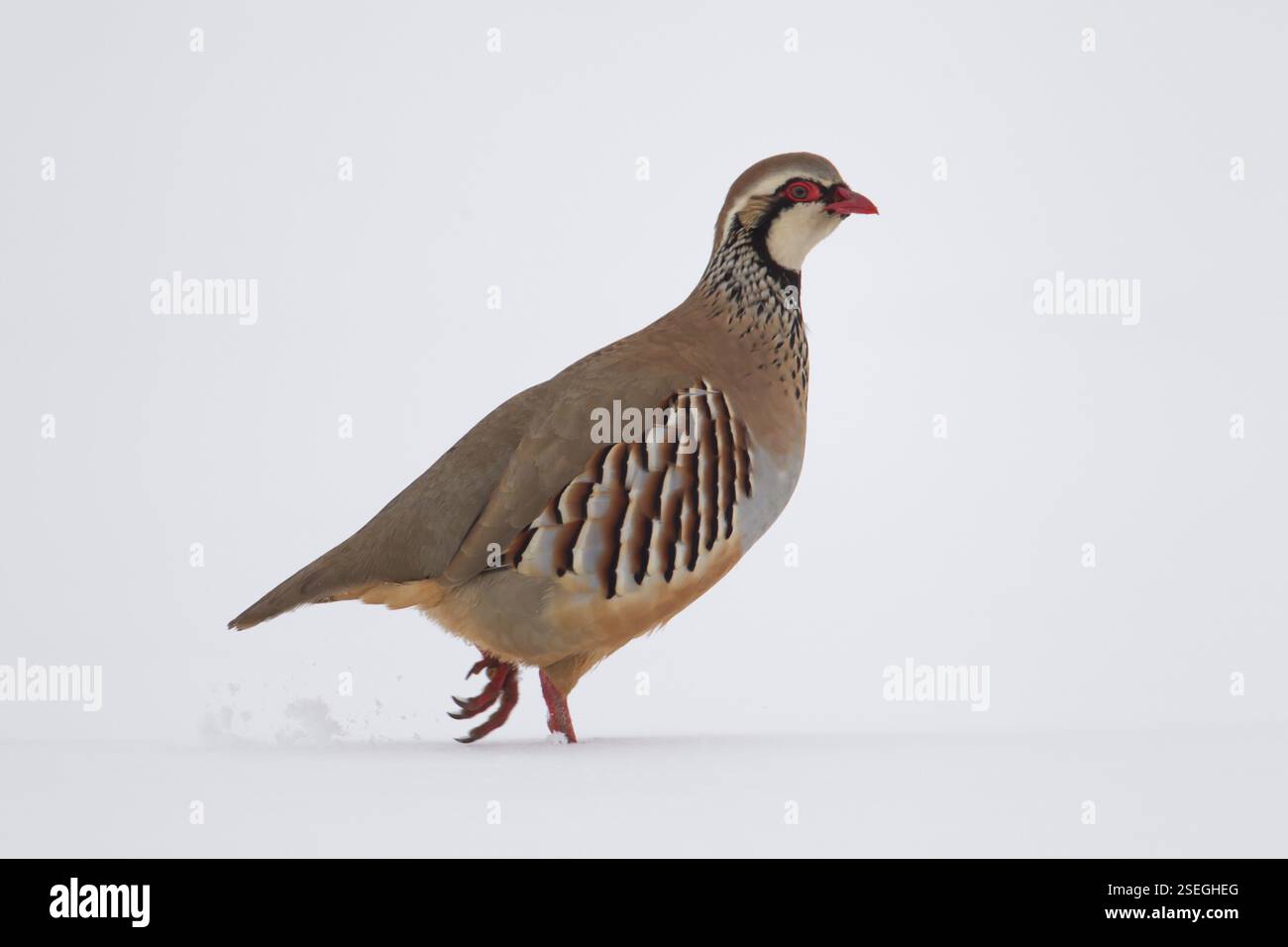 Oiseau adulte à pattes rouges ou perdrix française (Alectoris rufa) dans un champ de terre agricole couvert de neige en hiver, Angleterre, Royaume-Uni, Europe Banque D'Images
