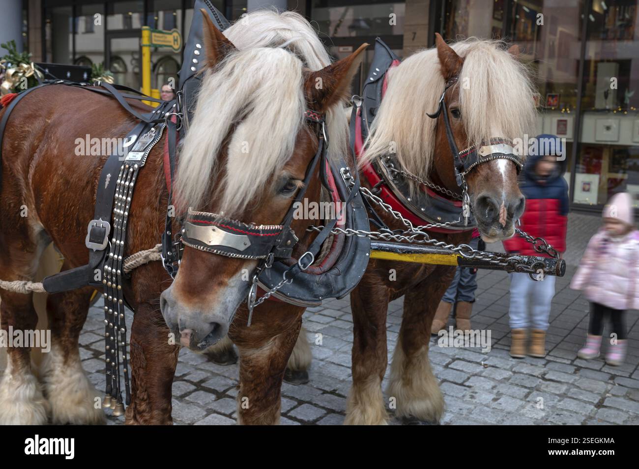 Deux chevaux à sang froid, chevaux de trait, Nuremberg, moyenne Franconie, Bavière, Allemagne, Europe Banque D'Images