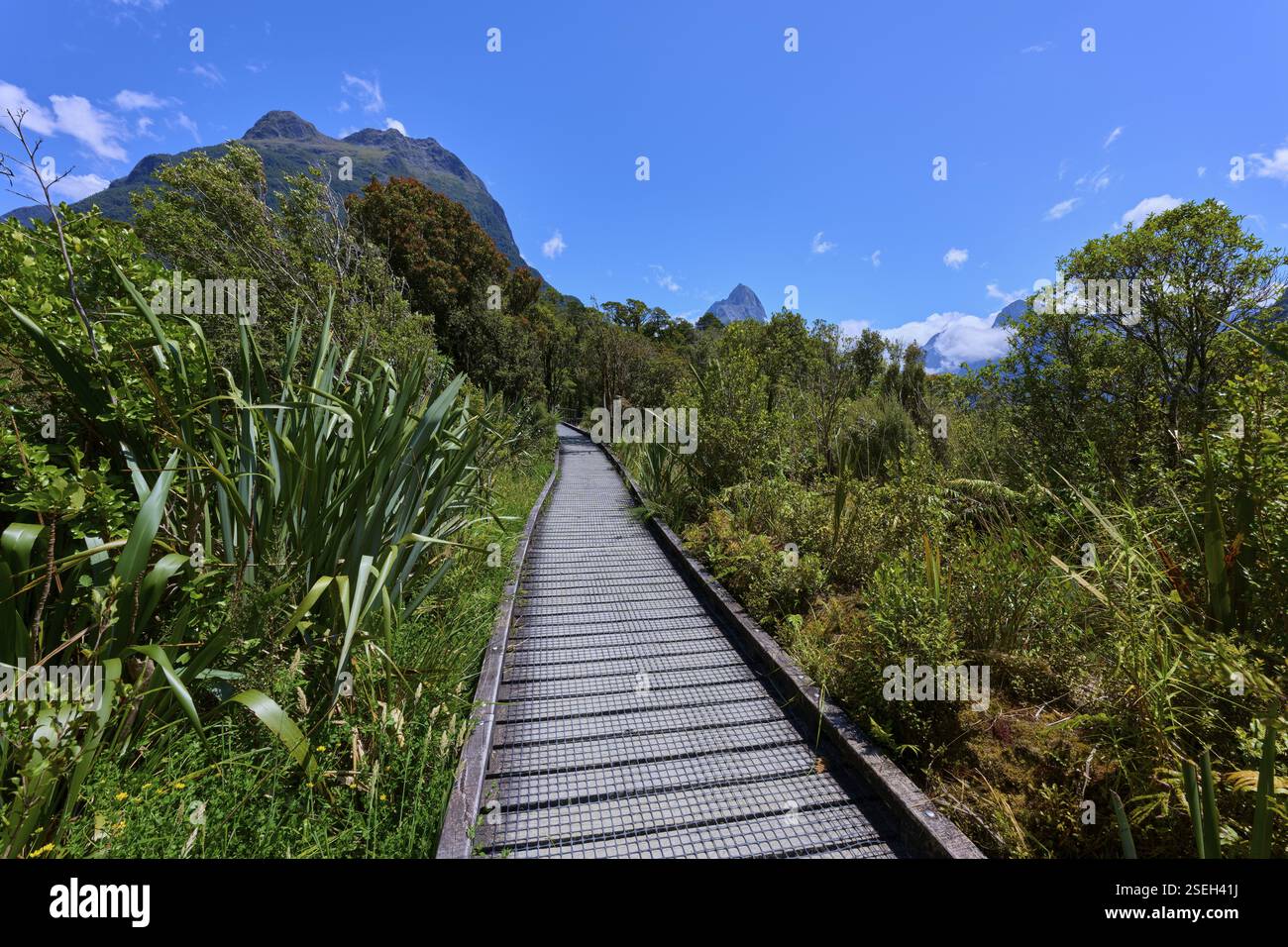 Longue passerelle en bois, encastrée dans une végétation dense, avec vue sur la montagne sous un ciel clair et ensoleillé, été, Milford Sound, te Anau, Fiordland National Pa Banque D'Images