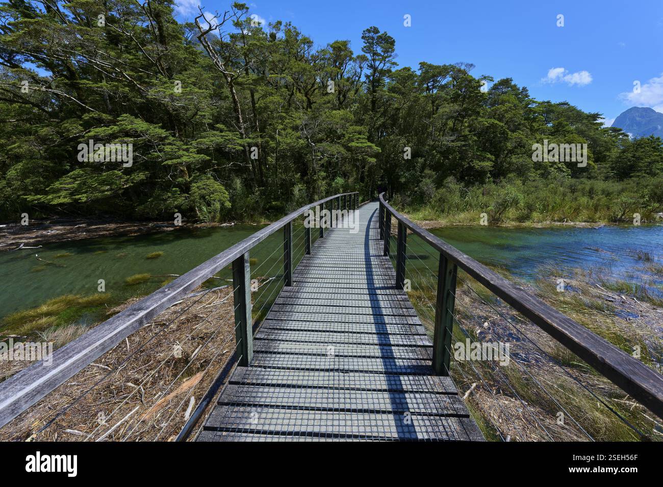 Passerelle en bois courbe mène au-dessus d'une rivière claire à travers un paysage forestier dense sous un ciel ensoleillé, l'été, Milford Sound, te Anau, Fiordland National Banque D'Images
