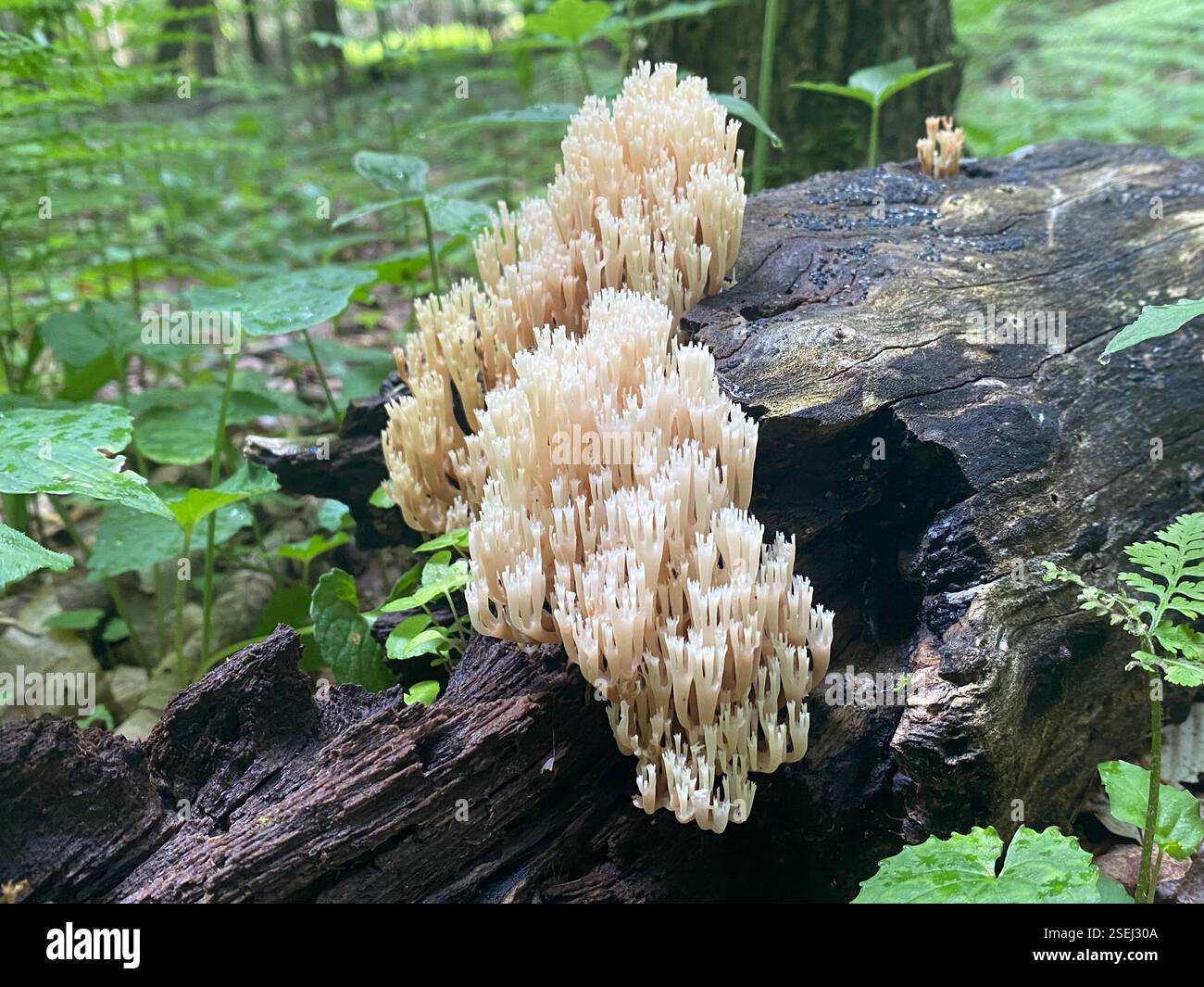 champignon de corail sur un arbre tombé Banque D'Images