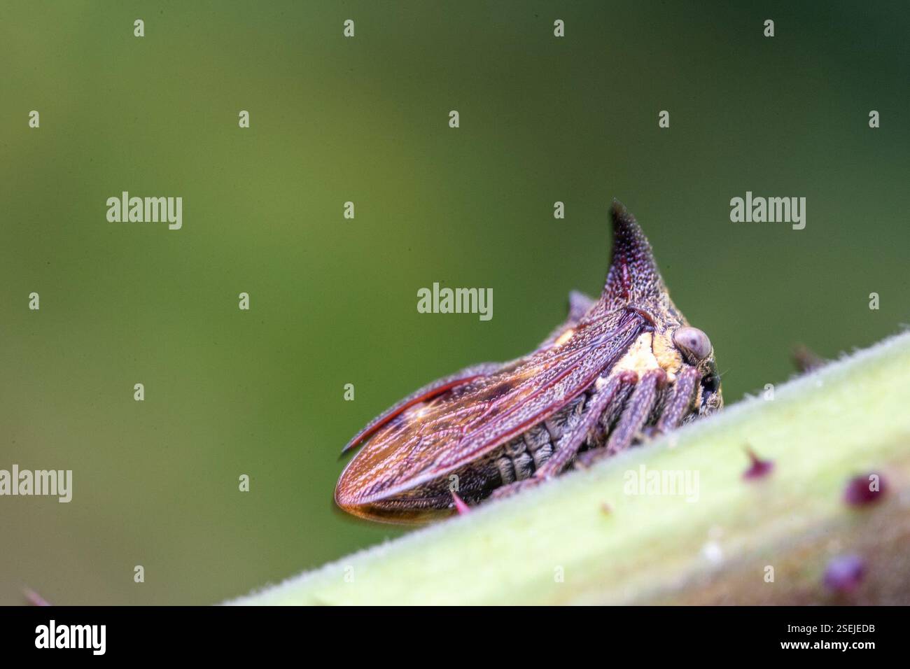 Trémie à trois cornes (Acanthuchus trispinifer), Insecta, te Waipounamu/South Island, Tākaka, Tasman, NZ Banque D'Images