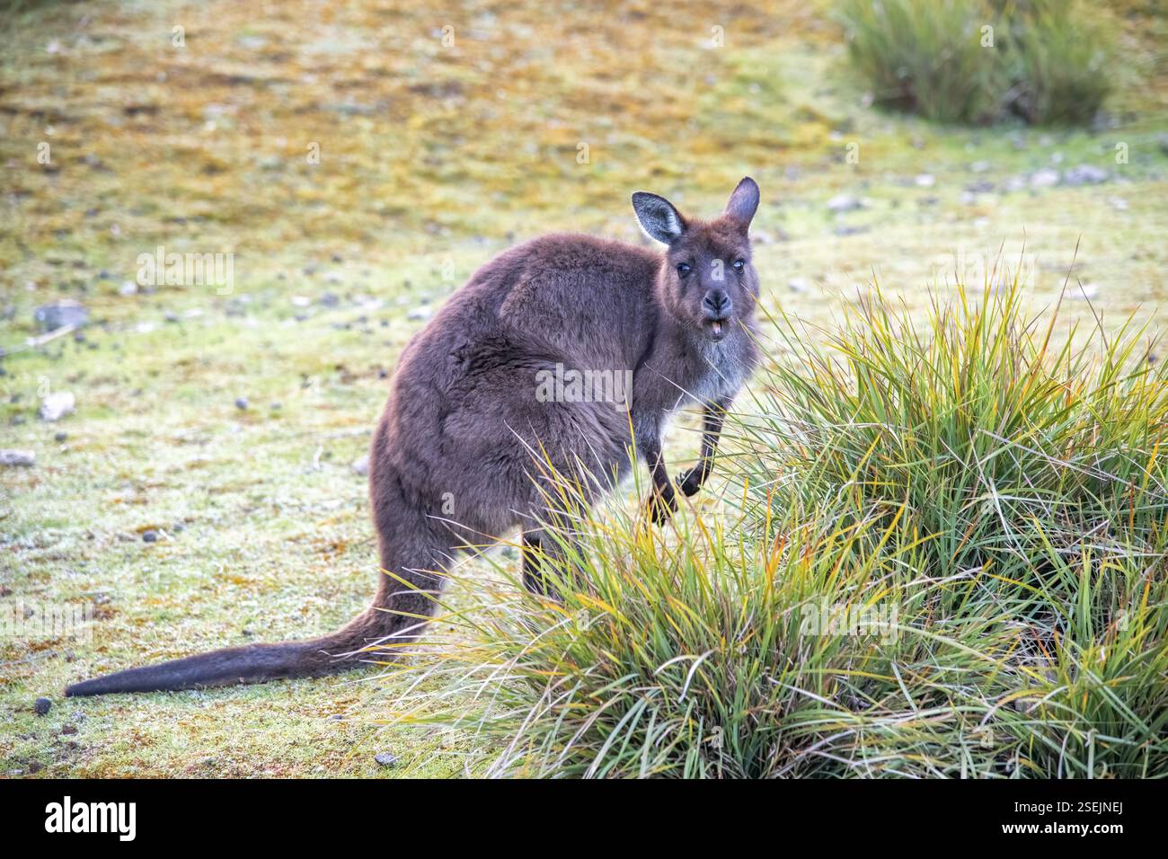 Kangourous gratuits à Kangaroo Island par un matin ensoleillé, Australie, Océanie Banque D'Images
