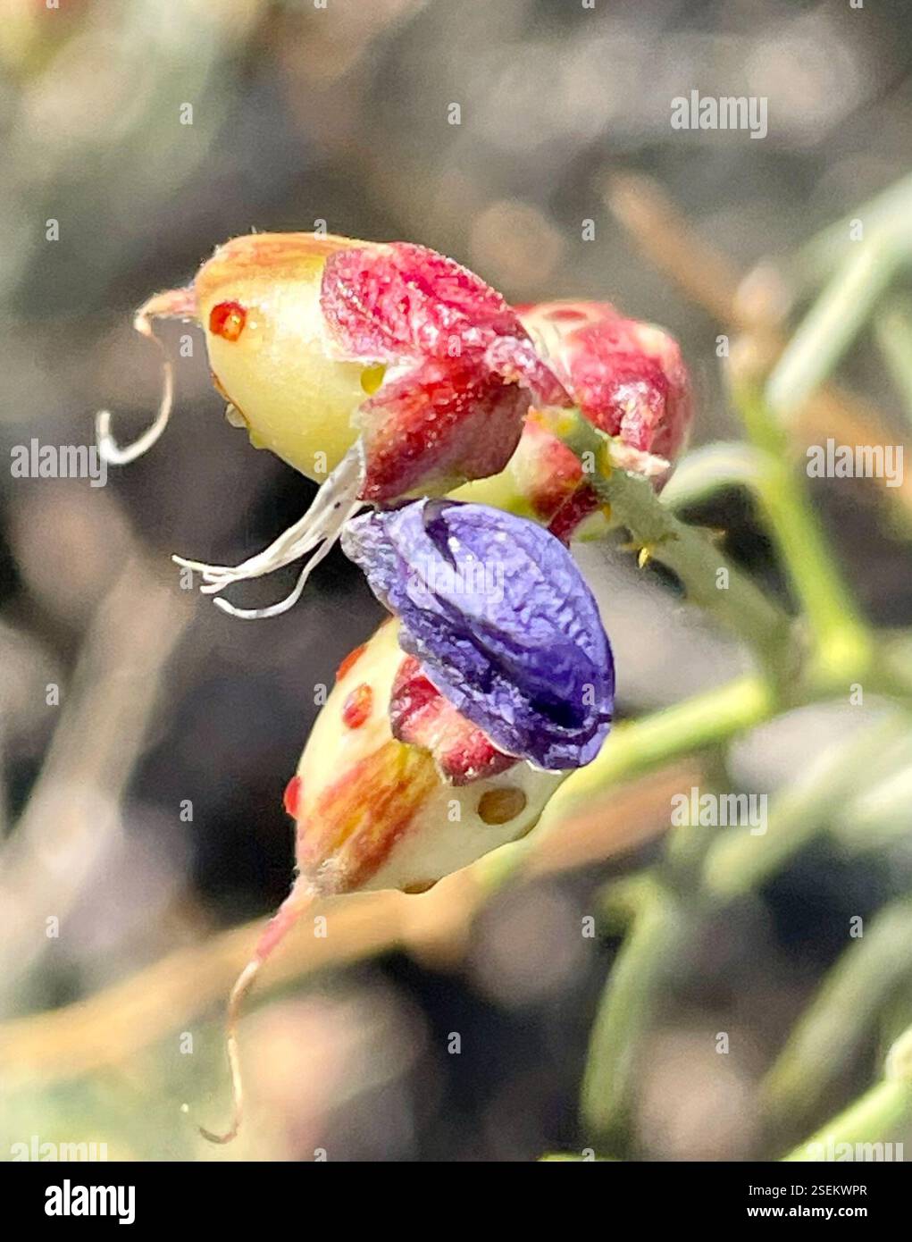 Schott's Indigobush (Psorothamnus schottii), Plantae, Santa Rosa et San Jacinto Mountains National Monument, la Quinta, CA, US, "visages dans la nature" J'aime le béret violet qu'il porte. L'Indigobush de Schott (Psorothamnus schottii) alias Indigo Bush, Dalea schottii et Mesa Dalea, est un arbuste vivace indigène de la famille des légumineuses (Fabaceae) qui pousse de 1 à 2 m (jusqu'à 6,5 pieds) de haut dans la communauté de plantes créosote Bush Scrub. Les feuilles sont linéaires, en forme d'aiguille, en forme de glande et de 1 à 3 cm de long. Les fleurs sont bleu indigo-violet profond. Période de floraison maximale : mars-mai. Les fruits mesurent 7-10 mm de long avec un gros apar largement espacé Banque D'Images
