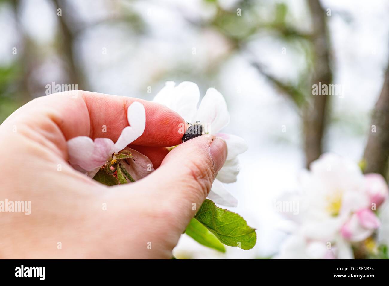 Coléoptère poilu se nourrissant de fleurs d'Apple Banque D'Images