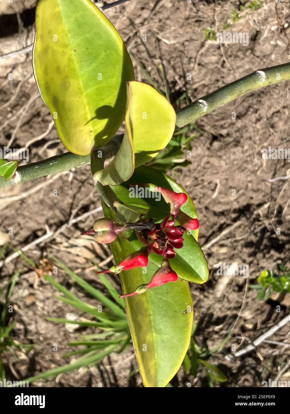Épine dorsale du diable (Euphorbia tithymaloides), Plantae, Saint-Pierre, MS Banque D'Images