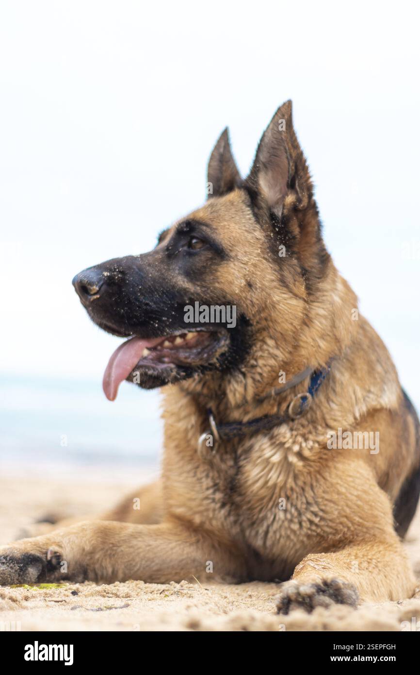 Vue verticale du beau chien Berger allemand se trouve sur le sable à la plage de l'animal de race pure. Visage heureux avec la langue dehors. Animal domestique. Meilleur ami humain Banque D'Images