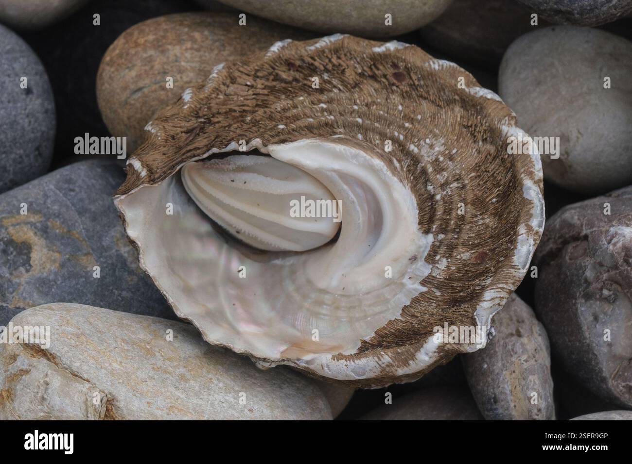 Turban ondulé (Megastraea undosa), Mollusca, Abalone Cove Beach, Californie 90275, États-Unis, probablement quelques centaines de coquillages de turban échoués sur la plage. Certains occupés, d'autres non. Banque D'Images