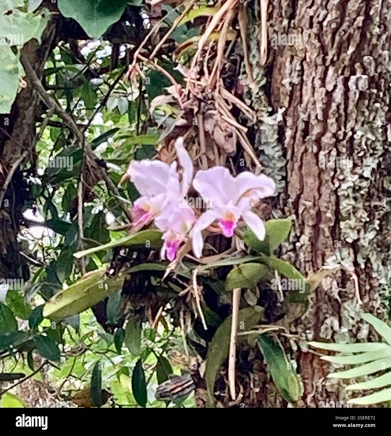 Orchidée de Noël (Cattleya trianae), Plantae, Huila, CO Banque D'Images