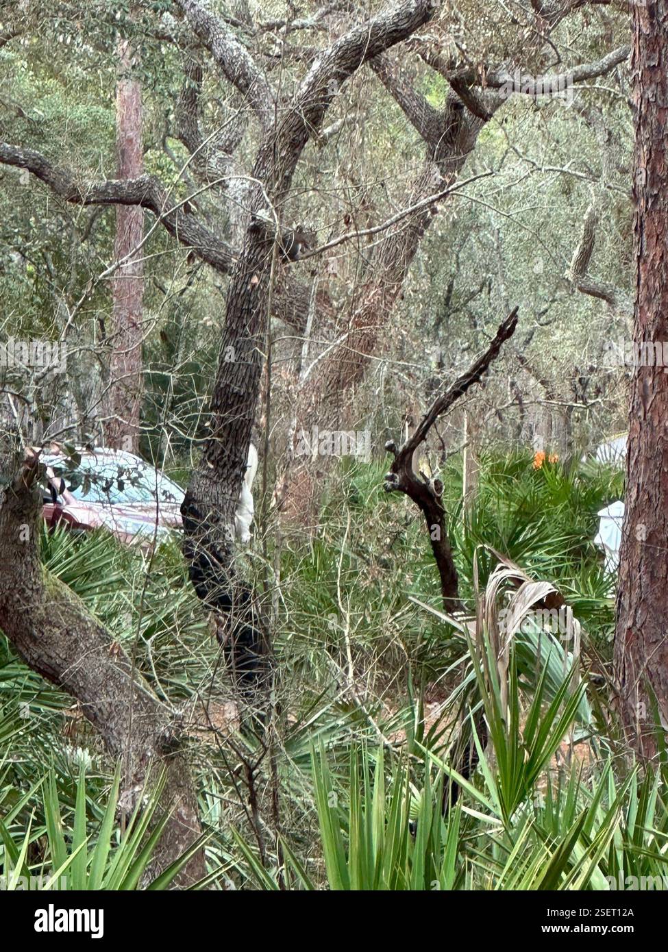 Écureuil gris de l'est (Sciurus carolinensis), Mammalia, comté de Wakulla, FL, États-Unis, photos par Elise Holt. Morph blanc mais pas albinos (bande grise au dos). Banque D'Images