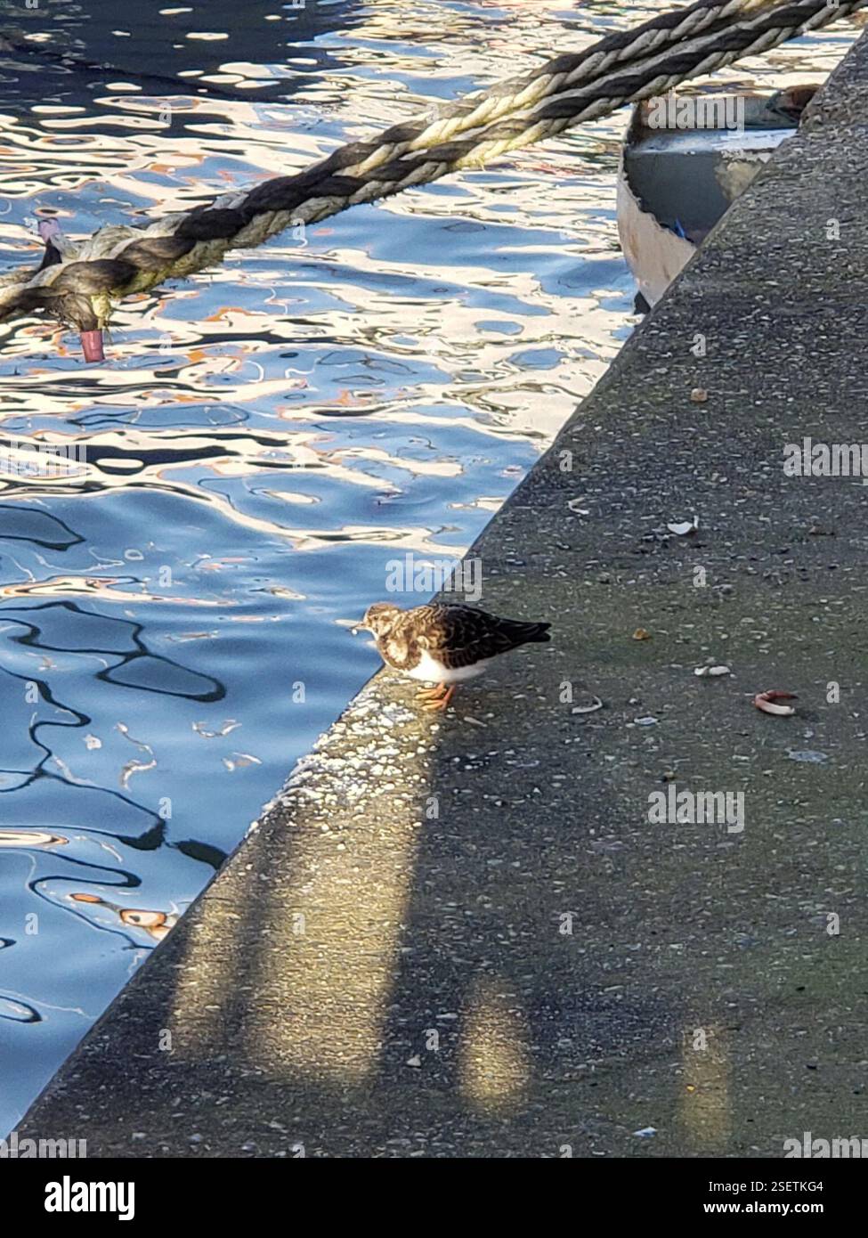 Ruddy Turnstone (Arenaria interpres), Aves, Harwich Harbour Ferry, The Quay, Harwich CO12 3HH, ROYAUME-UNI Banque D'Images