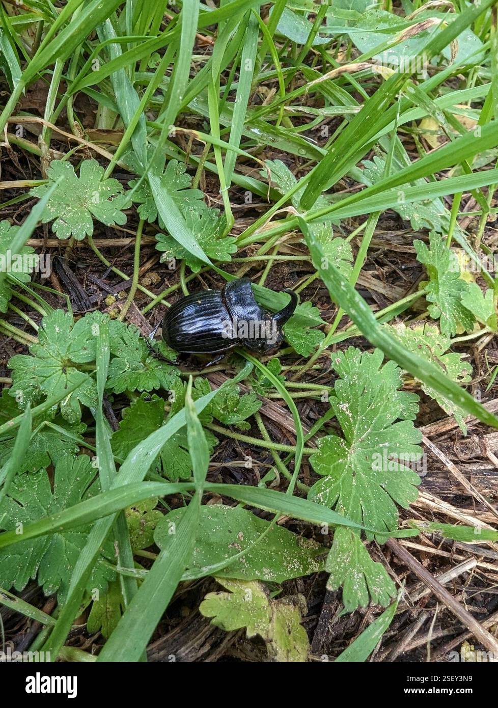 Coléoptère espagnol (Copris hispanus), Insecta, Camping Dehesa Nueva, Carretera Isla Mayor, kM. 3 200, 41849, Séville, Espagne Banque D'Images