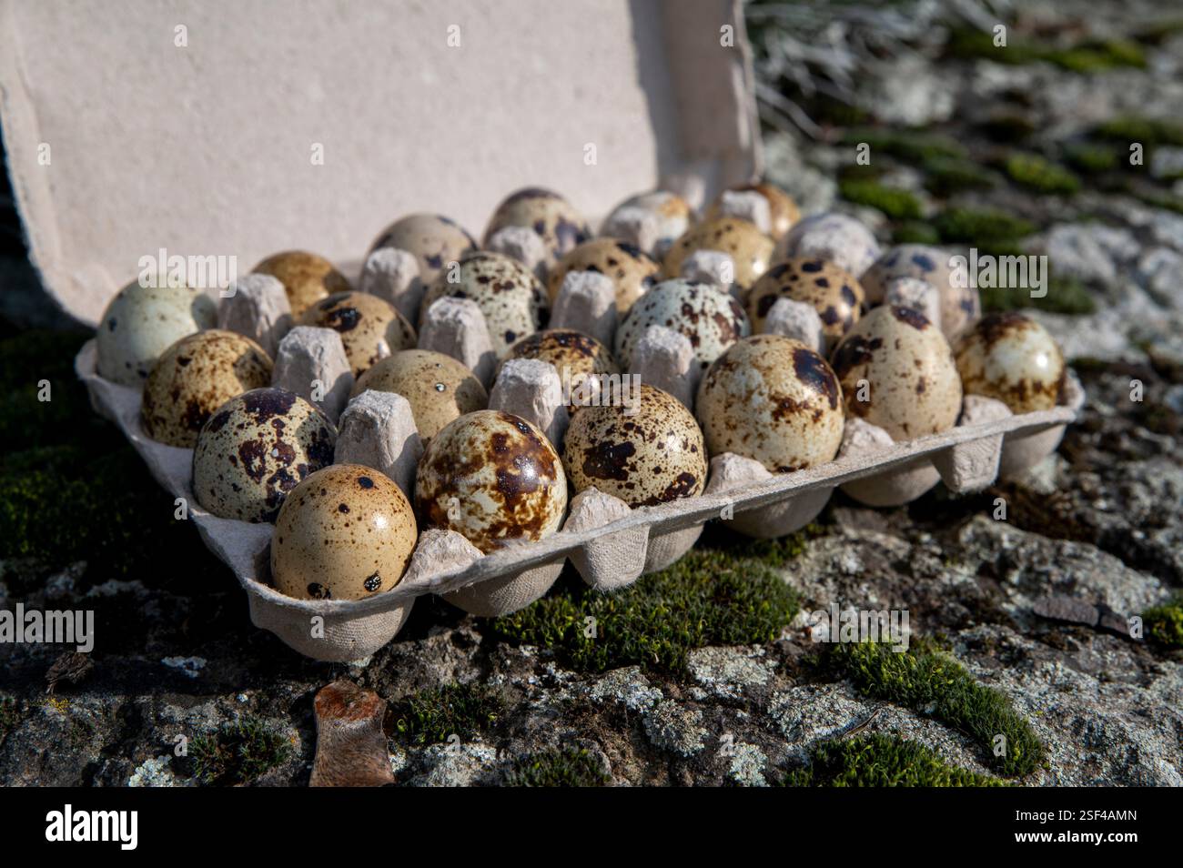 Oeufs de caille commune (Coturnix coturnix). Banque D'Images