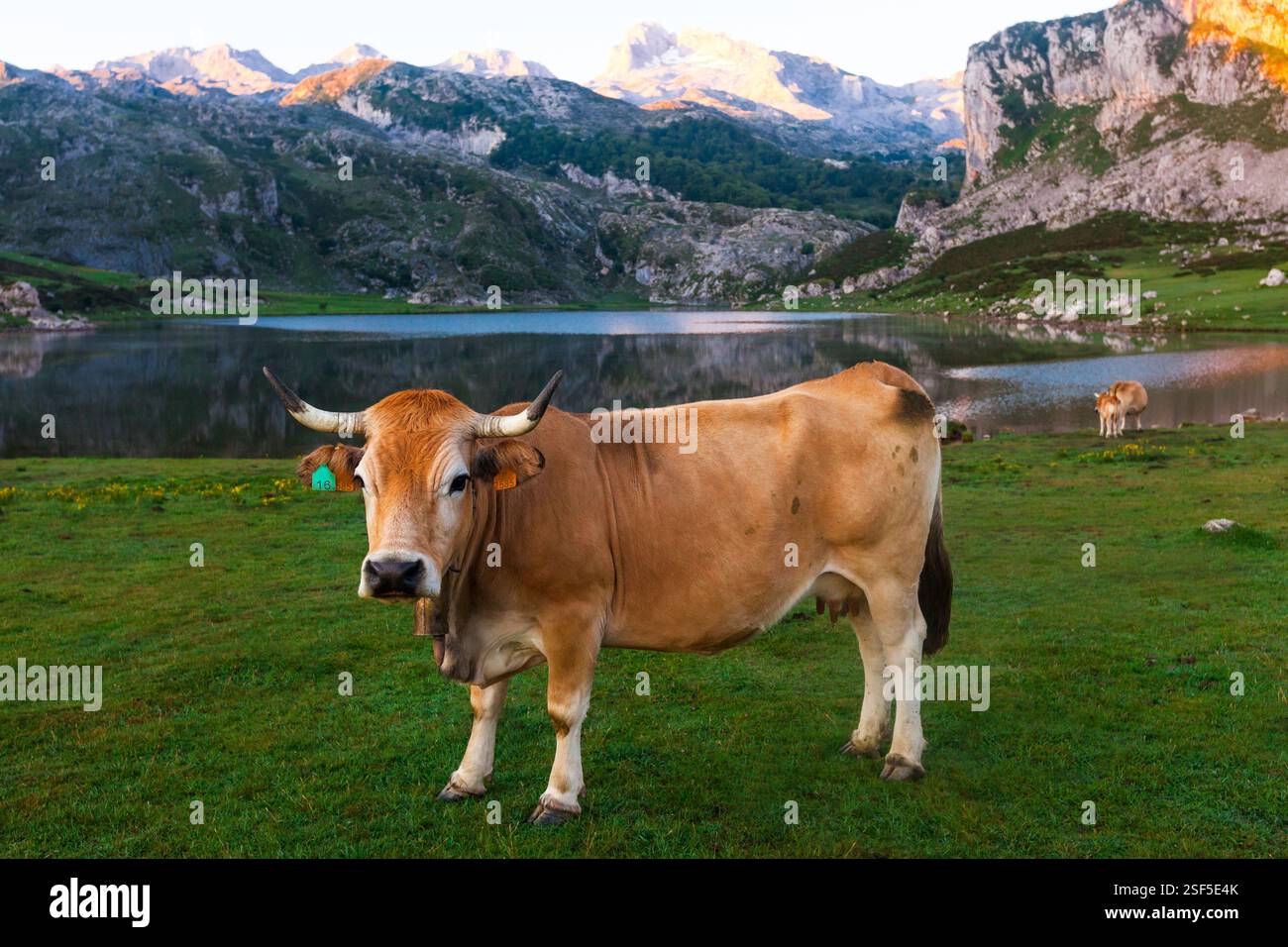 Vache de race montagneuse asturienne se trouve sur une prairie dans un parc national à l'aube Banque D'Images