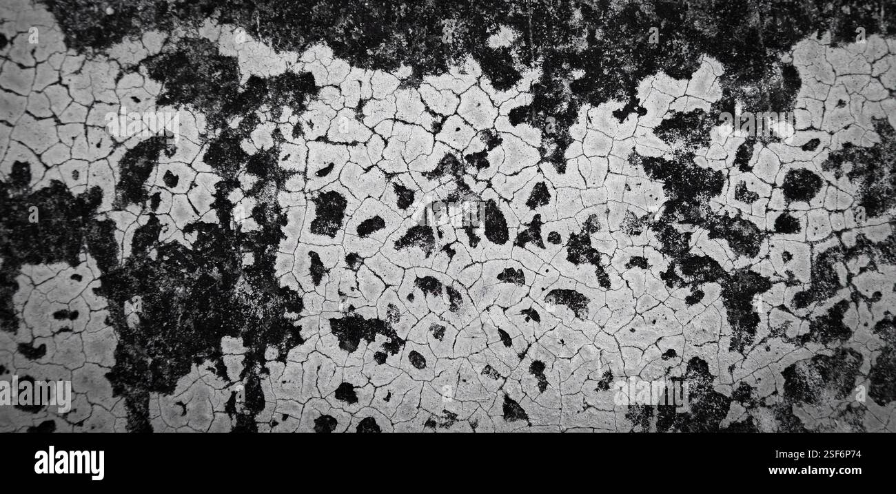 Fond de champignon sur vieux mur de ciment Banque D'Images