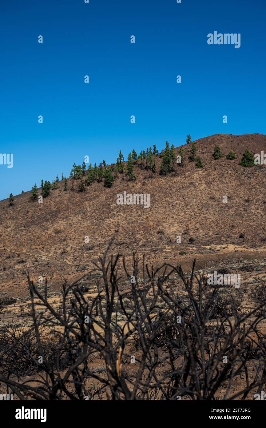 Une colline avec quelques arbres et un ciel bleu. Les arbres sont clairsemés et la colline est aride Banque D'Images