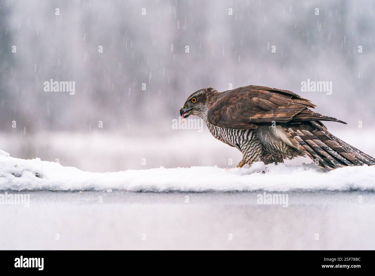 Goshawk eurasien (Accipiter gentilis) dans la forêt hivernale de Bialowieza, Pologne. Mise au point sélective Banque D'Images