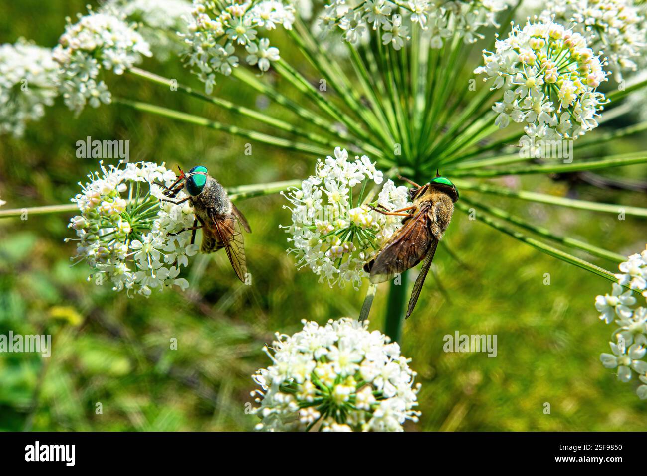 Philipomyia aprica, insecte de l'ordre des Diptères et de la famille des Tabanidae, en se nourrissant du nectar des fleurs d'Apiaceae Banque D'Images