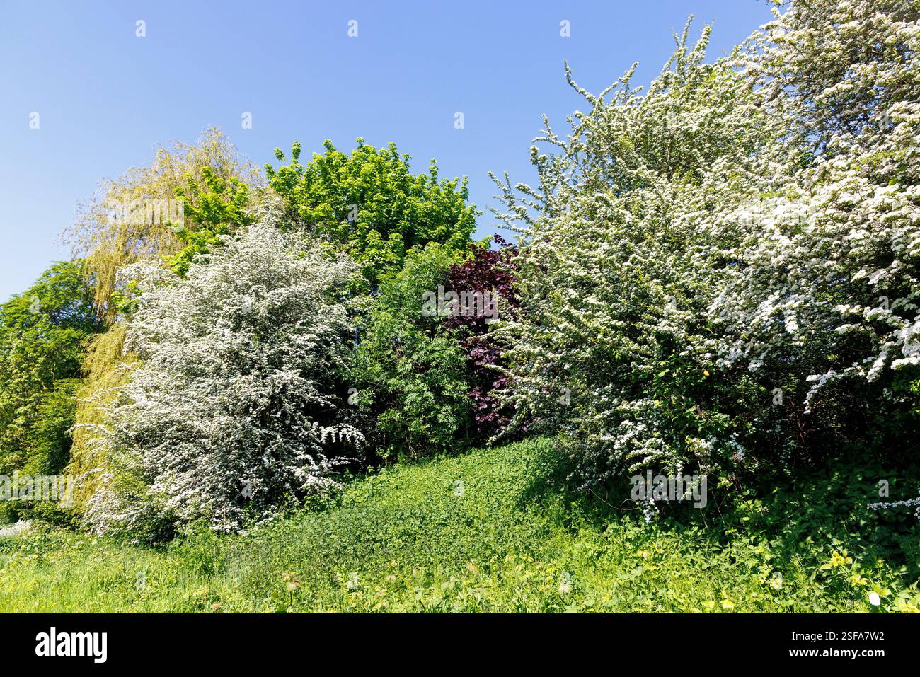 Aubépine en fleur, Crataegus monogyna, Abergavenny, pays de Galles, Royaume-Uni Banque D'Images