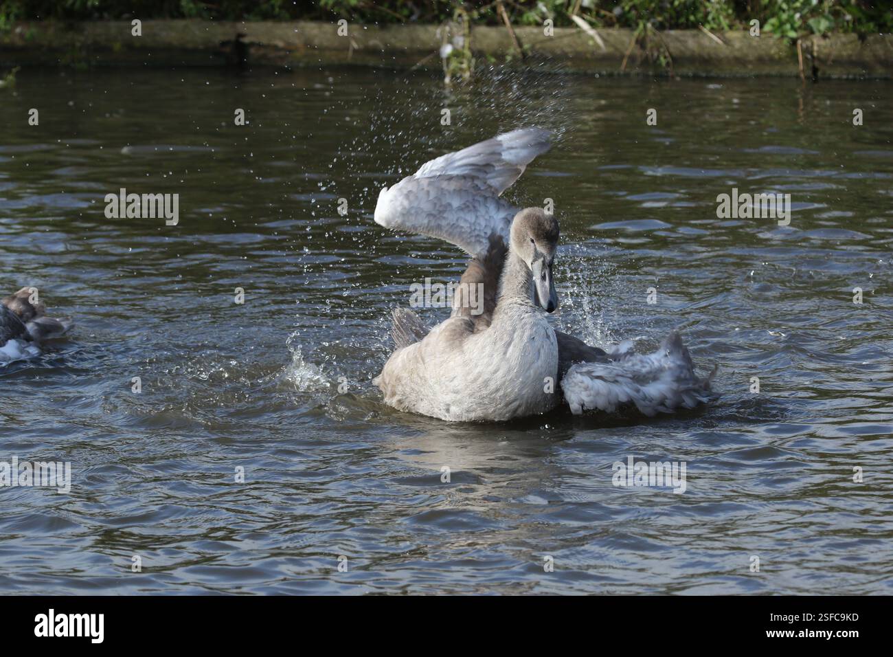 Cygnet Swan ayant une éclaboussure dans le lac. Banque D'Images