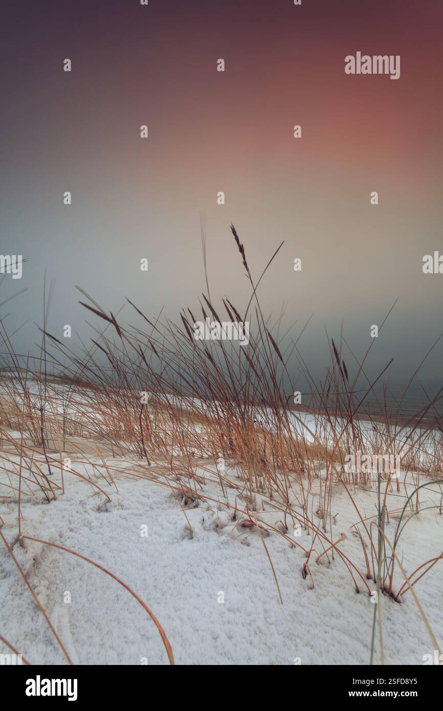 Gros plan d'herbe longue sur une plage de sable enneigée au coucher du soleil, Lituanie Banque D'Images