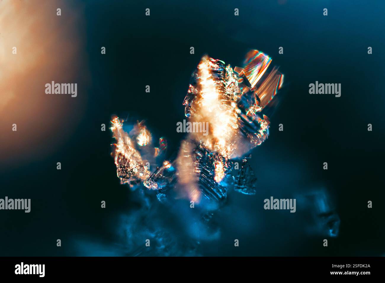 Gros plan abstrait de cristaux de glace givrés sur une plante en hiver, Lituanie Banque D'Images