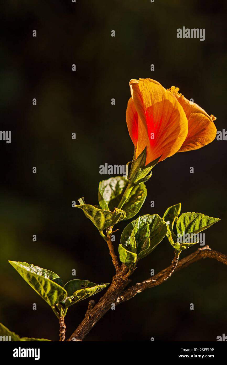 Hibiscus Hibiscus rosa-sinensis cultivar 16455 Banque D'Images