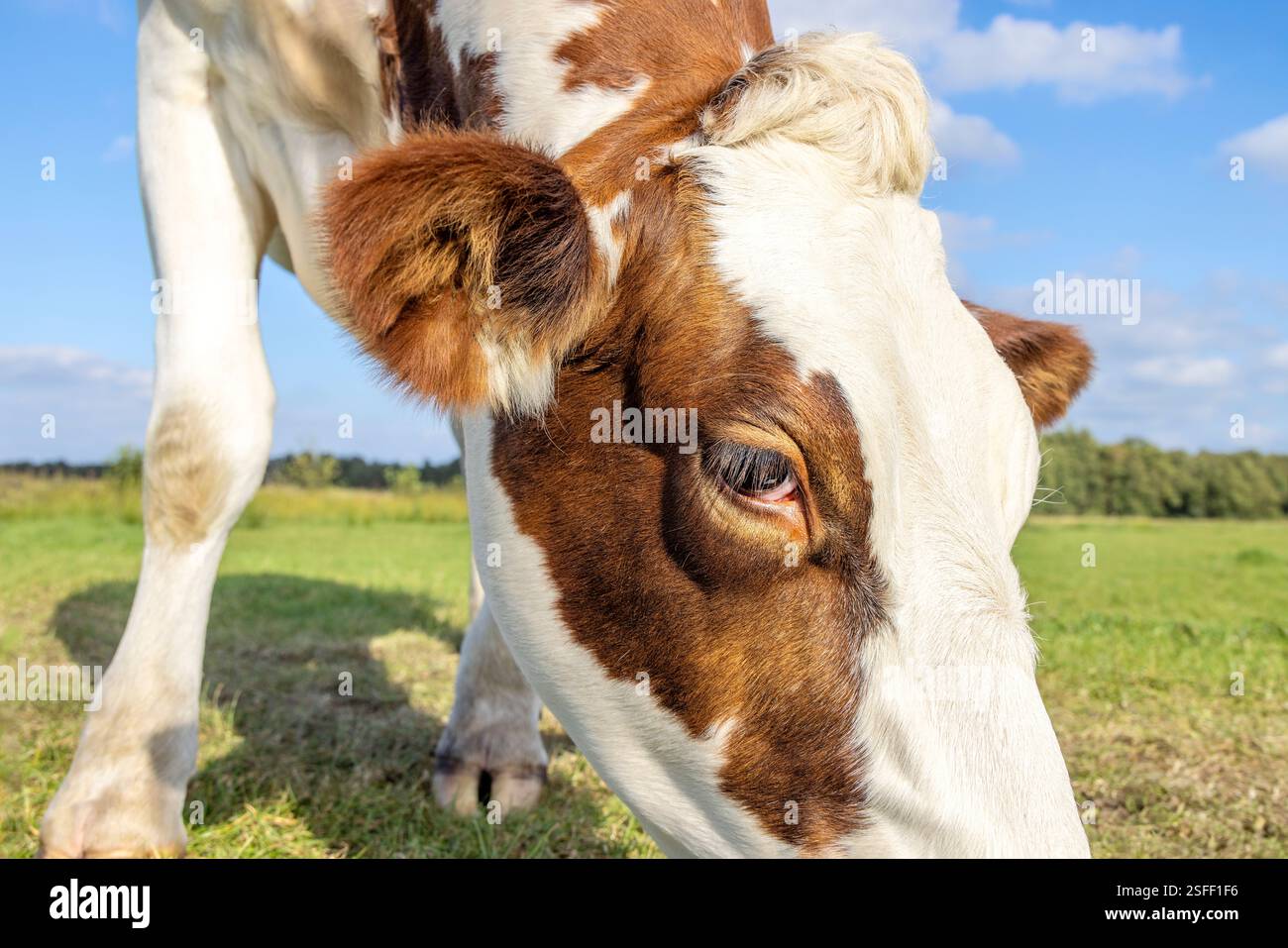 Oeil de vache regardant de près, pâturant la tête de bétail tacheté rouge marbré, debout dans un pâturage vert et un ciel bleu avec des nuages Banque D'Images