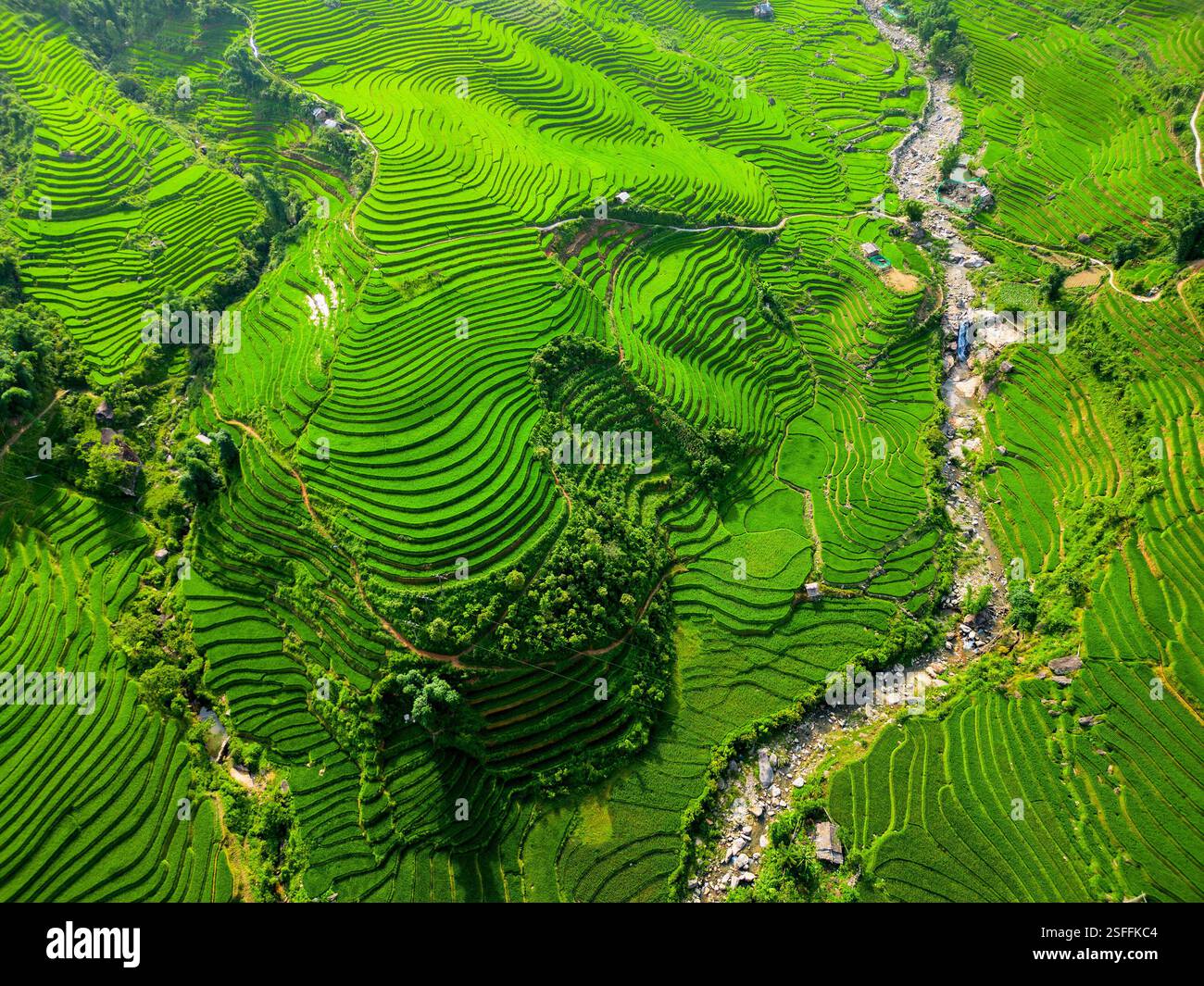 Une vue aérienne expansive présentant des rizières en terrasses animées et méticuleusement agencées à Sapa, au Vietnam, divisées par une rivière sinueuse qui ajoute un e dynamique Banque D'Images