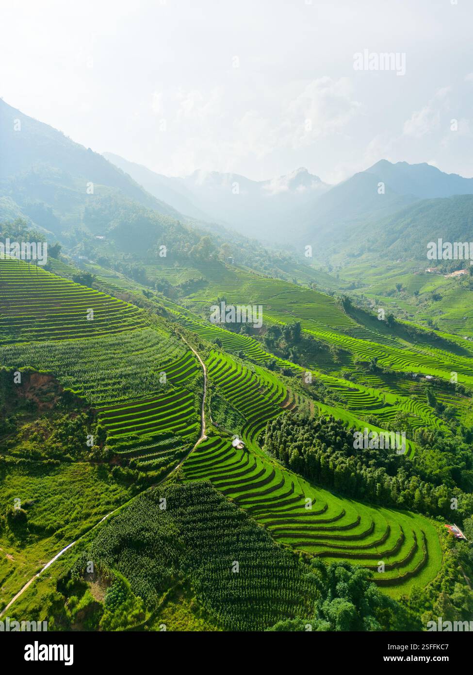 Une vue aérienne à couper le souffle sur les rizières vertes luxuriantes et vibrantes qui s'étendent à travers le paysage montagneux de Sapa, au Vietnam, avec une couverture de brume lointaine Banque D'Images