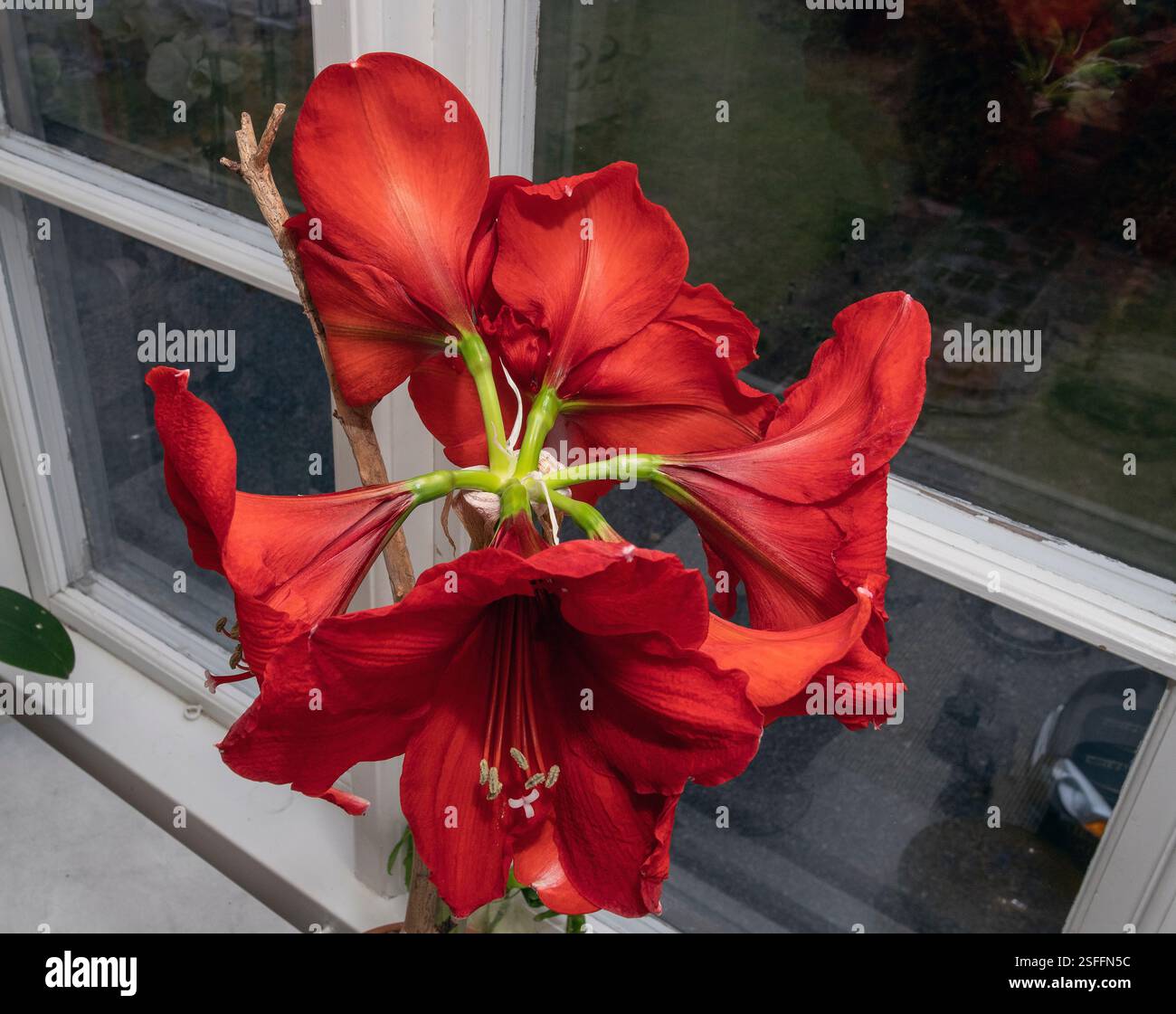 Amaryllis rouge dans un pot à l'intérieur Banque D'Images