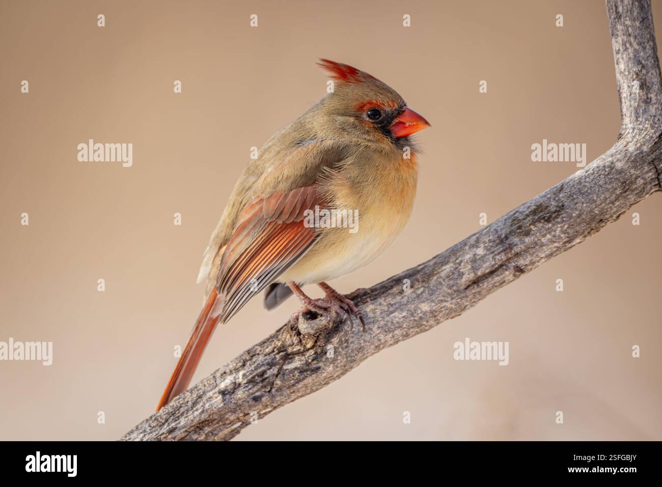 De près une femme Cardinal du Nord reposant sur une branche. Banque D'Images