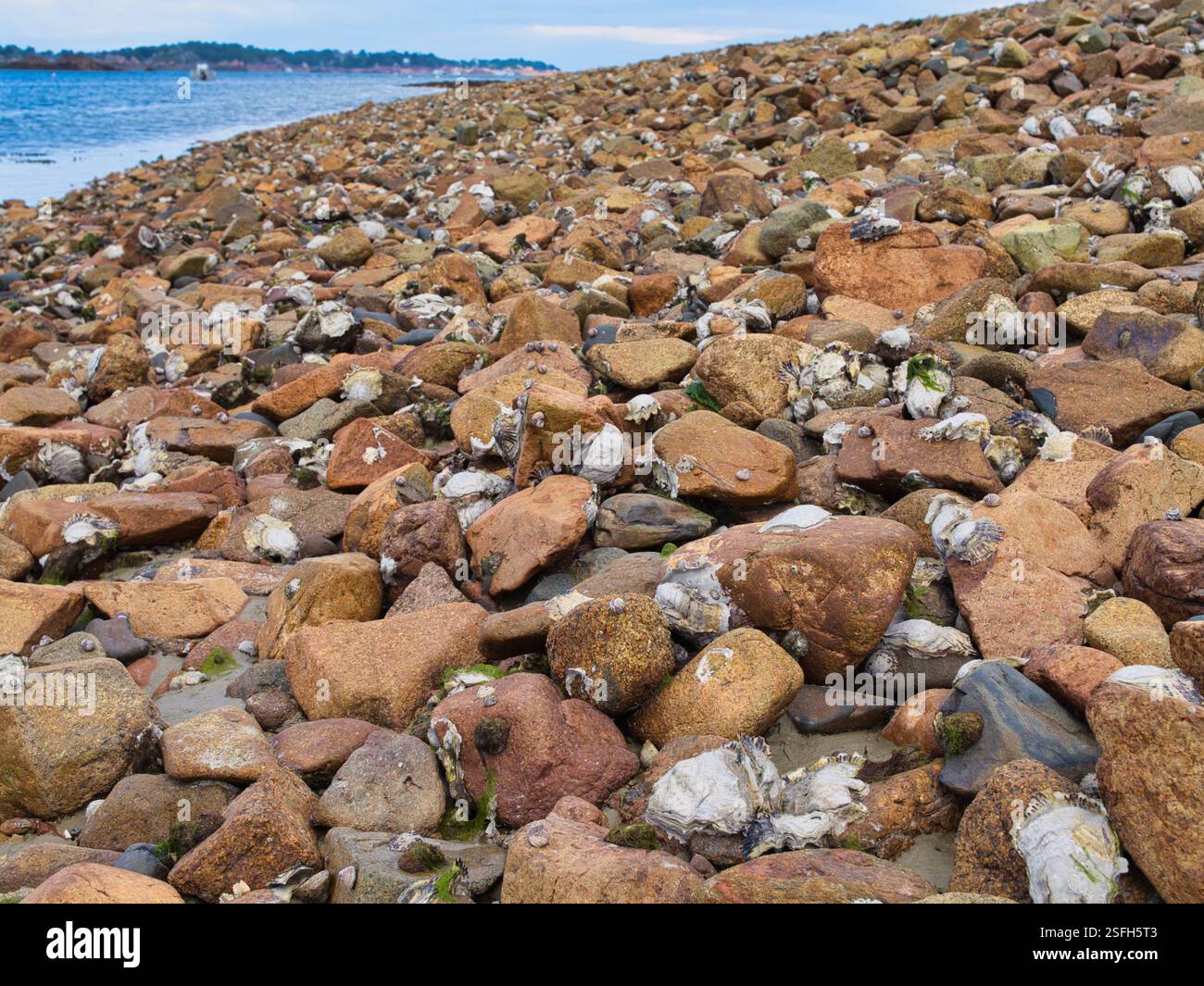 Huîtres poussant à l'état sauvage sur la côte rocheuse de Bretagne en France. Prise près de Ploubazlanec en été. Banque D'Images