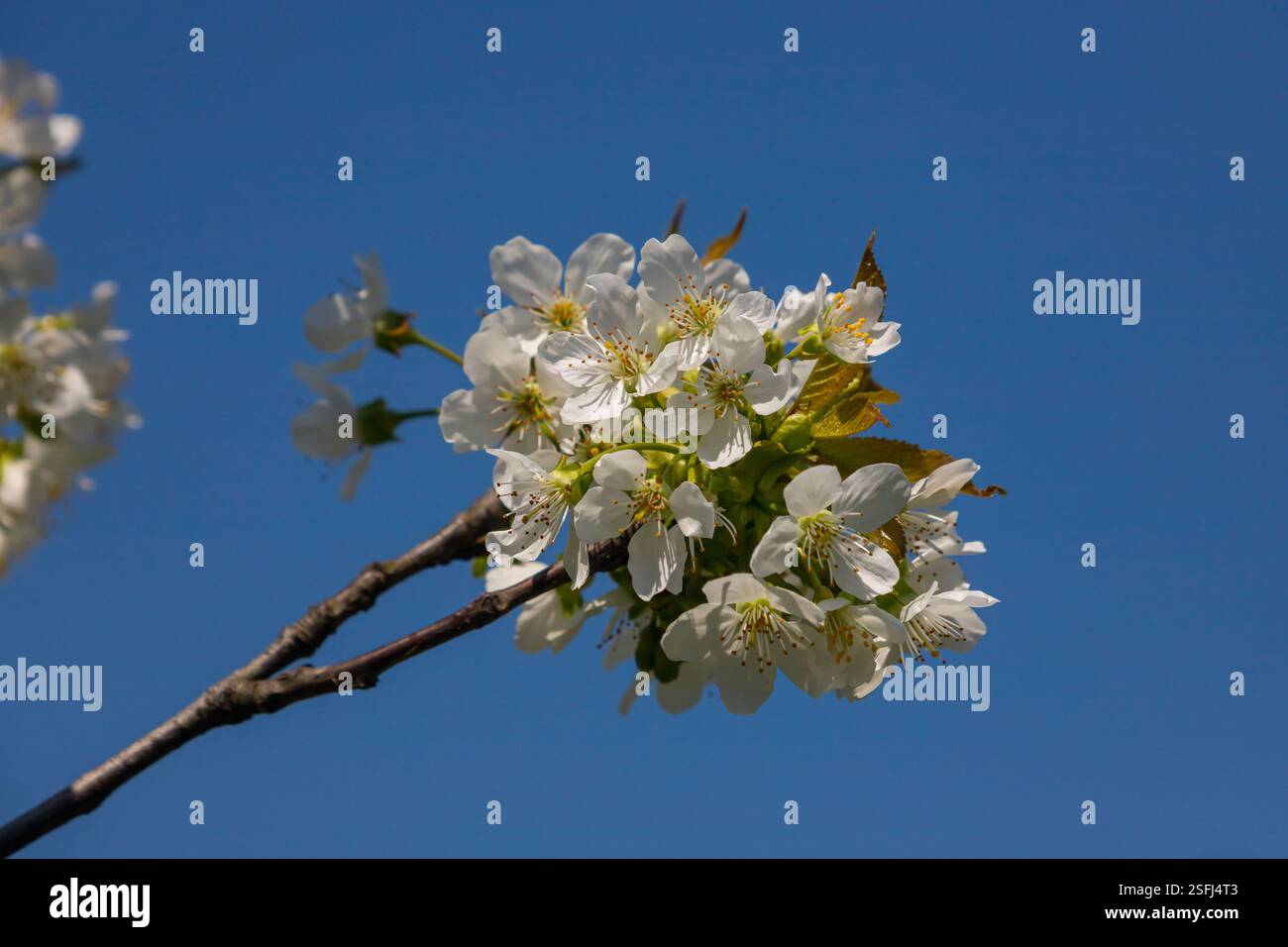 Foyer sélectif de belles branches de cerisiers en fleurs sur l'arbre sous ciel bleu, belles fleurs Sakura pendant la saison de printemps dans le parc, Floral Banque D'Images