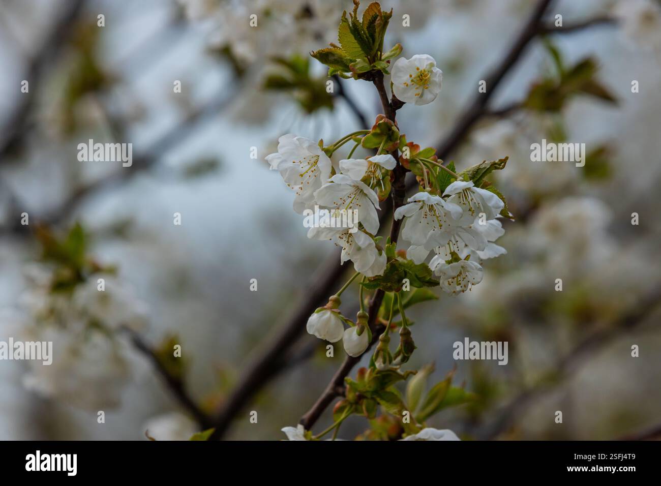 Foyer sélectif de belles branches de cerisiers en fleurs sur l'arbre sous ciel bleu, belles fleurs Sakura pendant la saison de printemps dans le parc, Floral Banque D'Images