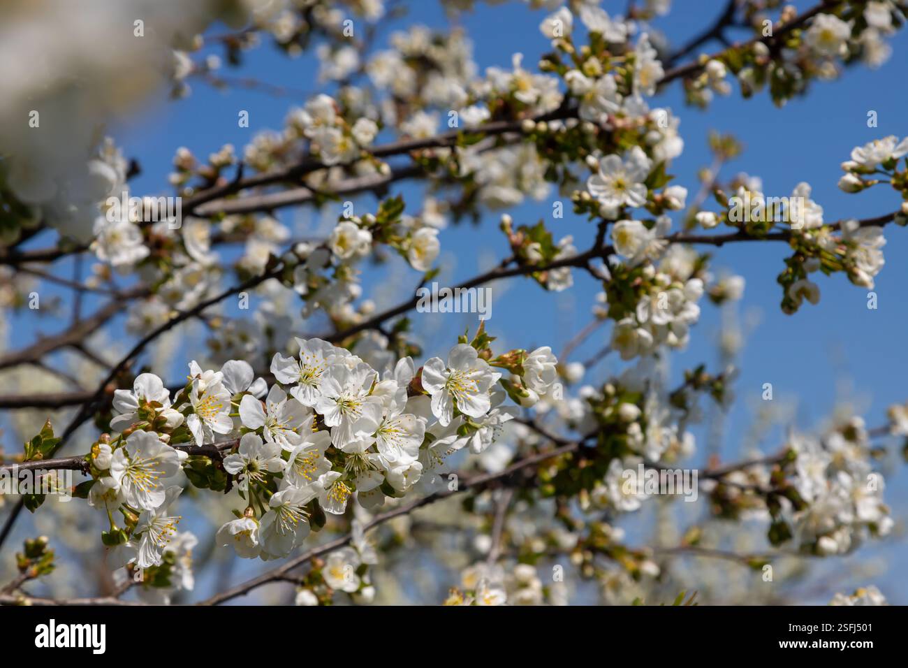 Foyer sélectif de belles branches de cerisiers en fleurs sur l'arbre sous ciel bleu, belles fleurs Sakura pendant la saison de printemps dans le parc, Floral Banque D'Images