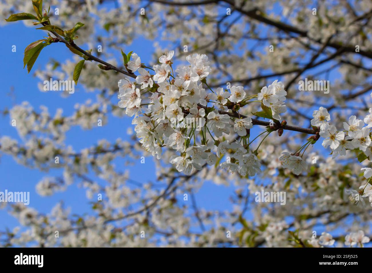 Foyer sélectif de belles branches de cerisiers en fleurs sur l'arbre sous ciel bleu, belles fleurs Sakura pendant la saison de printemps dans le parc, Floral Banque D'Images