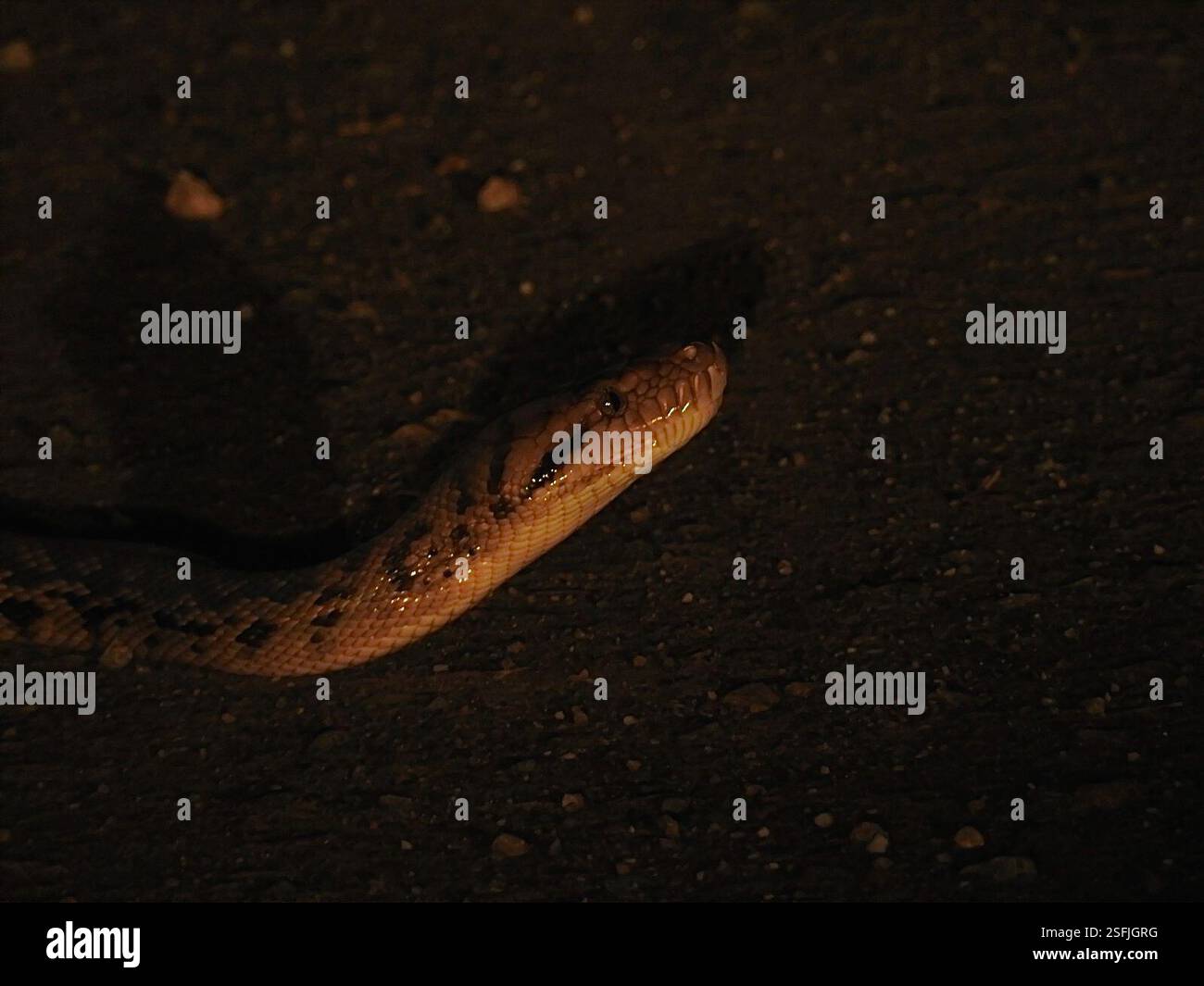Australian Scrub Python (Simalia kinghorni), Reptilia, Mount Carbine QLD 4871, Australie Banque D'Images