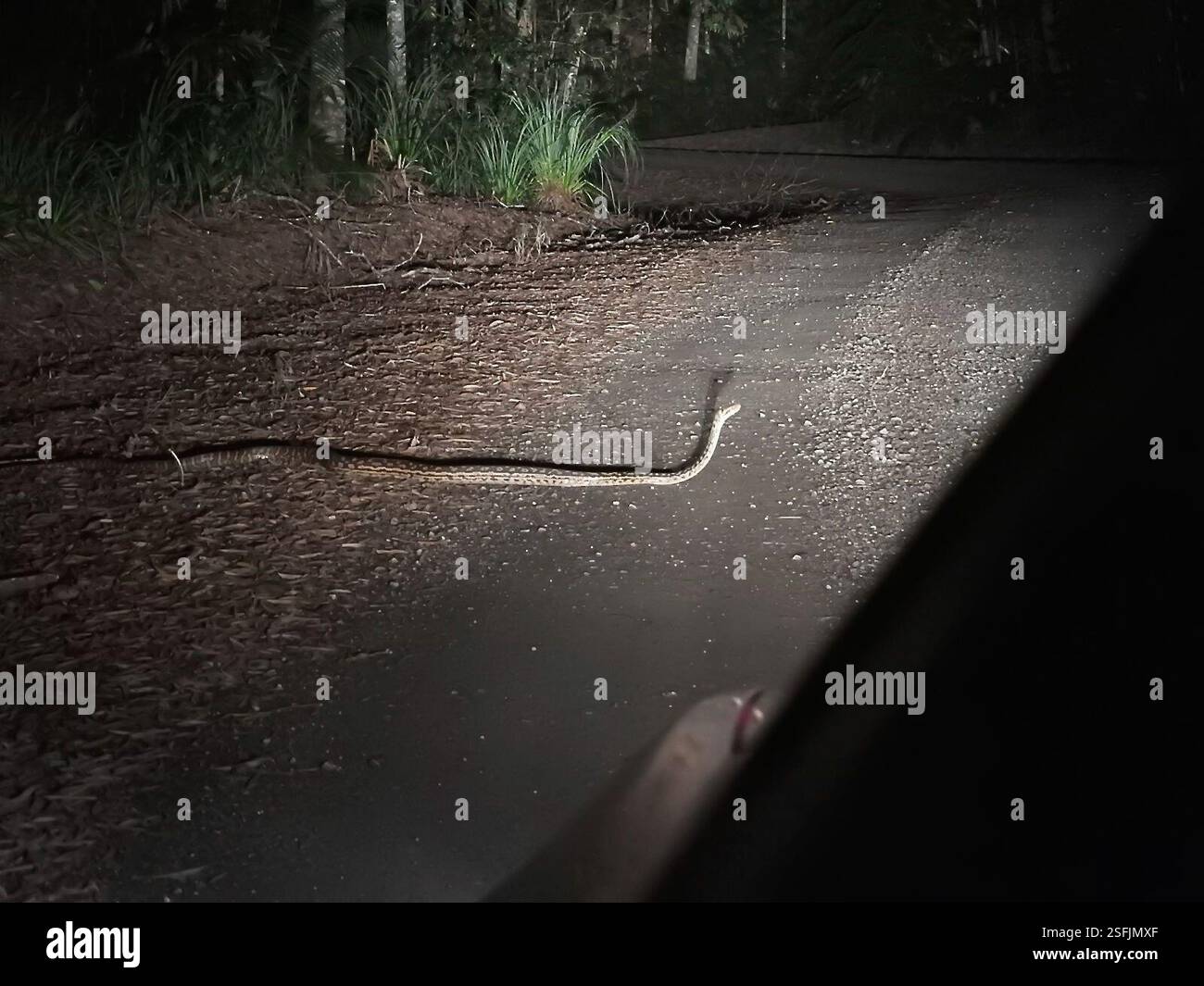 Australian Scrub Python (Simalia kinghorni), Reptilia, Mount Carbine QLD 4871, Australie Banque D'Images