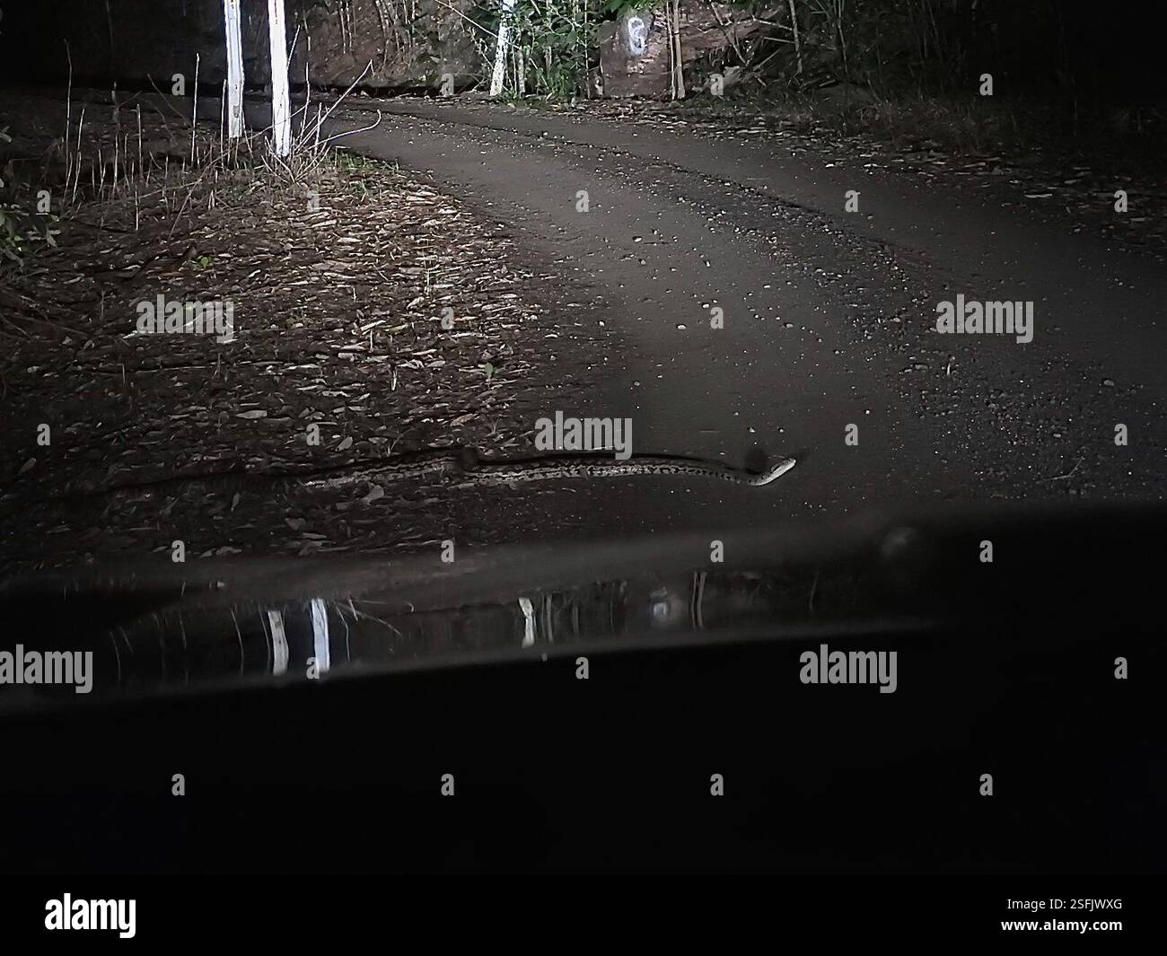 Australian Scrub Python (Simalia kinghorni), Reptilia, Mount Carbine QLD 4871, Australie Banque D'Images