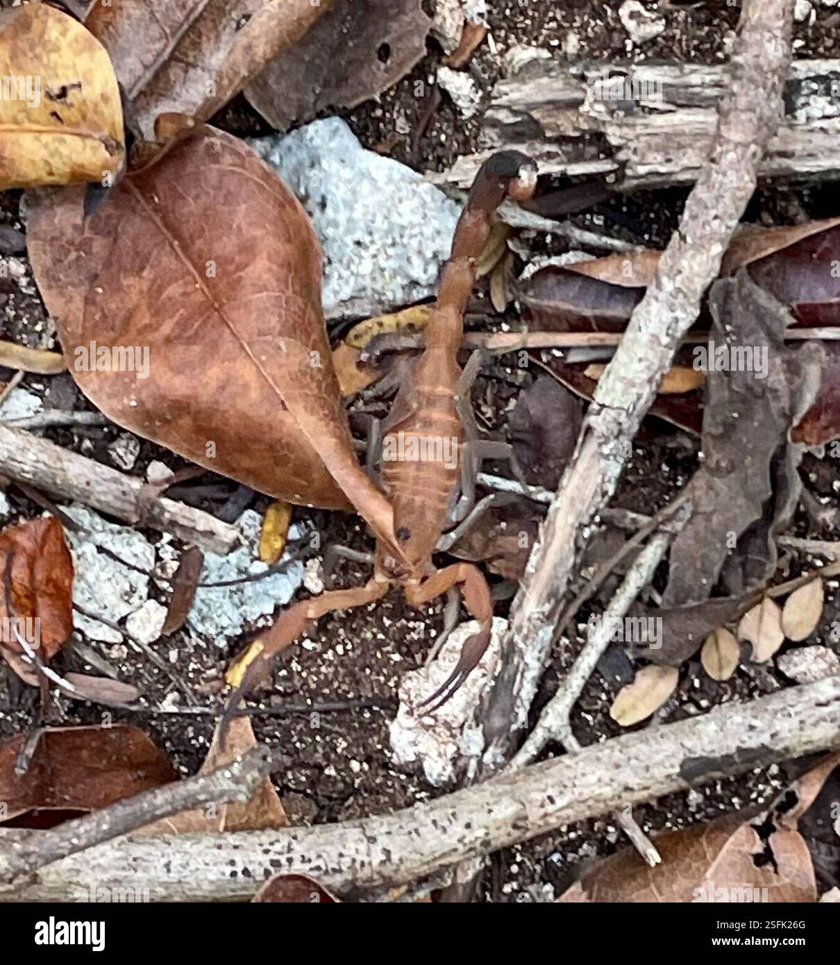 (Heteroctenus junceus), Arachnida, Matanzas, CU, Scorpion, environ 4 cm (1.5-2 pouces) de long avec une épaisse queue bleu-noir, se déplaçait rapidement dans les roches d'un habitat forestier sec (avec les crabes adultes et juvéniles des terres noires). Observation du crabe : https://www.inaturalist.org/observations/146924457 Heteroctenus junceus est un membre de la famille des Scorpions Arrowbreasted (Buthidae). Les références plus anciennes utilisent le nom de Rhopalurus junceus. Alias Scorpion rouge/bleu cubain, Scorpion rouge ou Scorpion bleu. C'est une espèce endémique, 'l'un des 36 types différents de scorpion trouvés à Cuba et en République Dominicaine, ainsi que par Banque D'Images