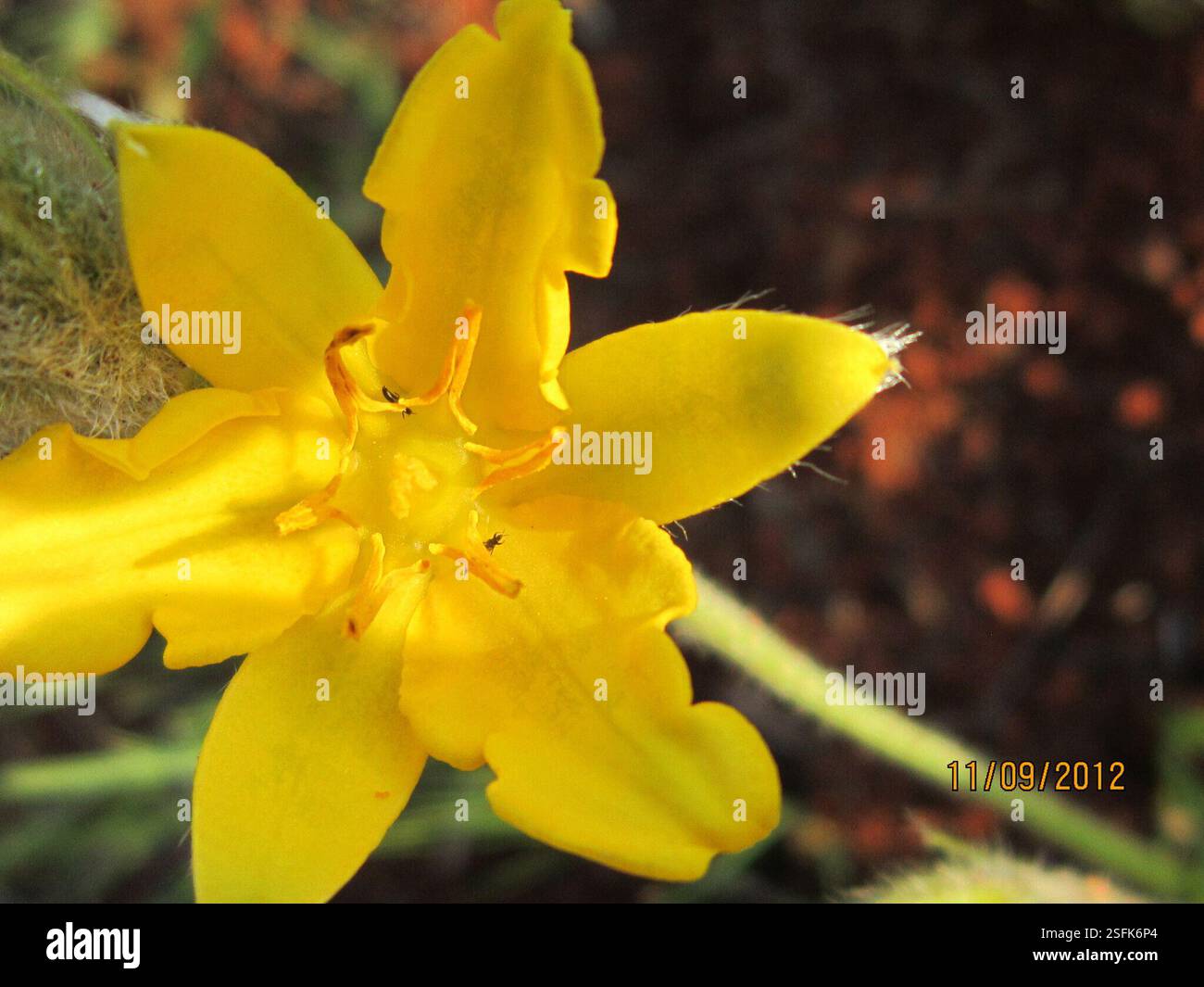 Stargrass d'hiver (Hypoxis multiceps), Plantae, municipalité de district d'uMgungundlovu, Afrique du Sud, étoile d'hiver-fleur (Hypoxis multiceps) étoile UmgeniYellow, espèce Hypoxis. Petite plante au moment vu qui n'a pas de sangle typique comme des feuilles. Impossible de faire correspondre avec une espèce. Pas de feuilles ! Banque D'Images
