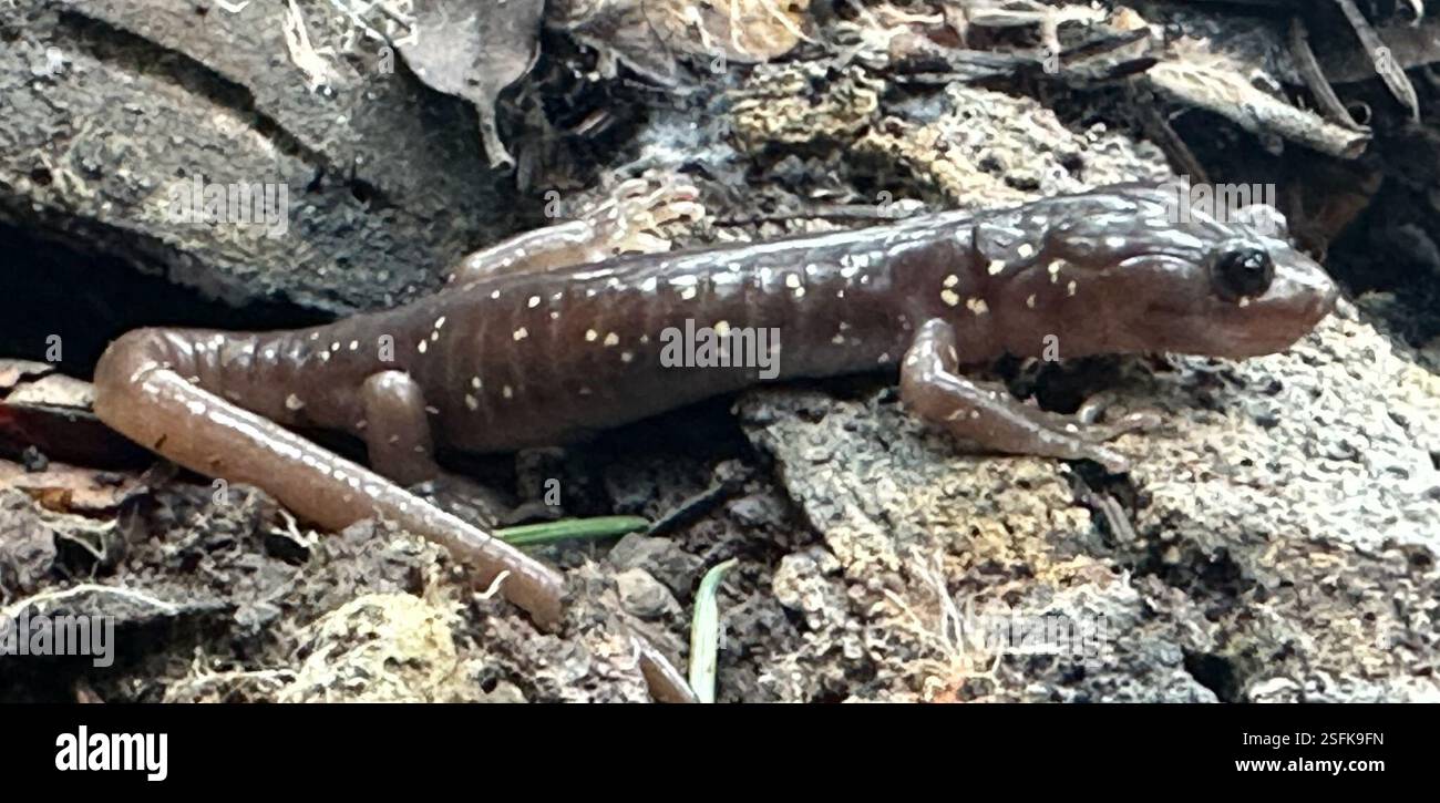 Salamandre arboricole (Aneides lugubris), Amphibia, Saratoga, CA, US, Quarry Park, alkng Saratoga à Skyline Trail Banque D'Images