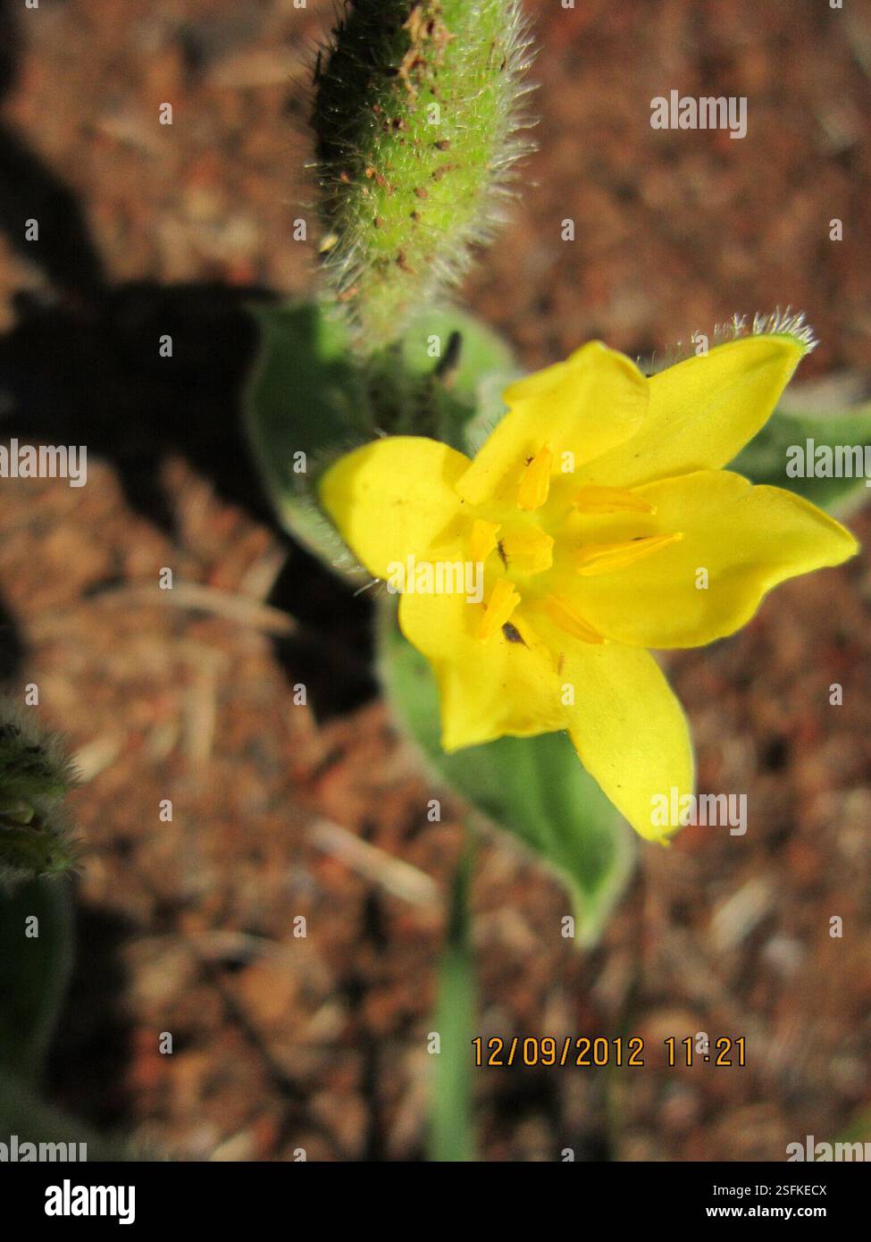Stargrass d'hiver (Hypoxis multiceps), Plantae, uMgungundlovu District Municipality, Afrique du Sud, Stargrass d'hiver (Hypoxis multiceps) étoile HowickYellow, Hypoxis Species. Petite plante à l'heure vue qui n'a pas de feuilles typiques comme des bandes comme certaines des observations iNat l'indiquent. ils l'ont fait. Banque D'Images