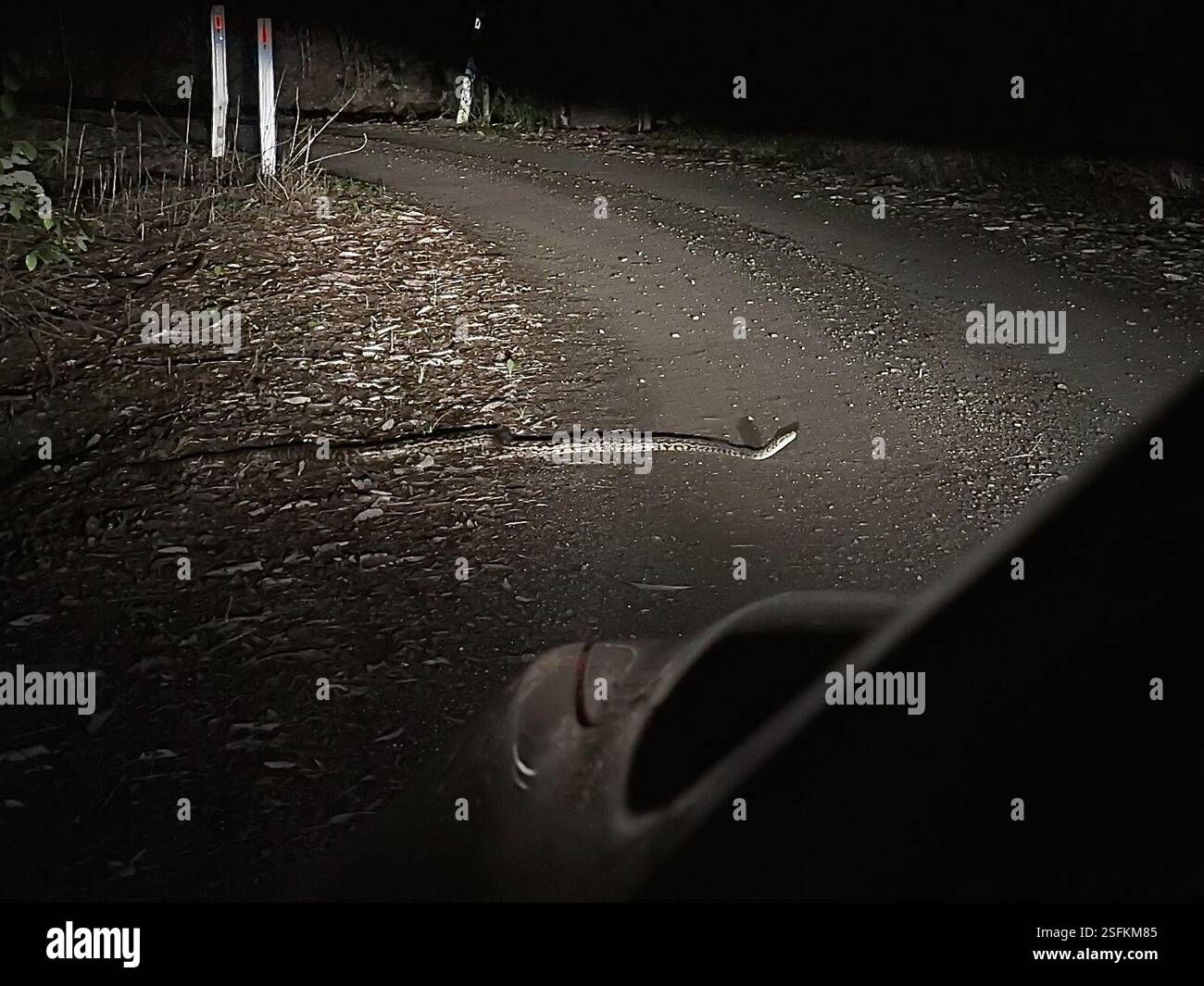 Australian Scrub Python (Simalia kinghorni), Reptilia, Mount Carbine QLD 4871, Australie Banque D'Images