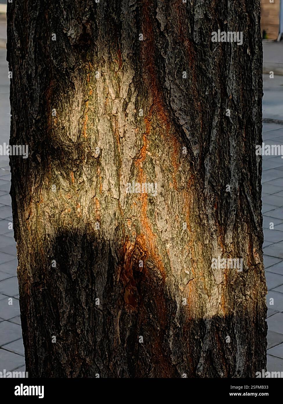 Sunlit Wisdom – vieille croûte d'arbre illuminée Banque D'Images