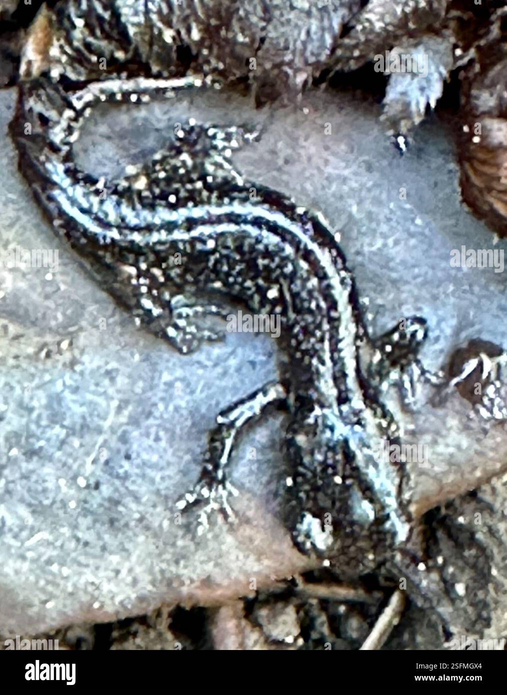 Salamandre arboricole (Aneides lugubris), amphibiens, réserve de long Ridge, la Honda, CA, NOUS, juvénile Banque D'Images