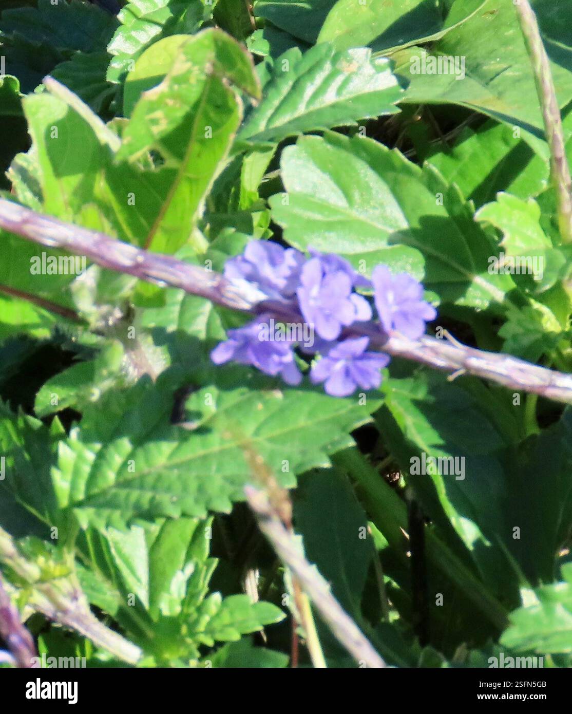 Porterweed (Stachytarpheta jamaicensis), Plantae, Cayo Guillermo, Ciego de Ávila, CU, le Porterweed bleu (Stachytarpheta jamaicensis) est une espèce de plante de la famille des verveines. Il est originaire de toutes les Caraïbes et pousse bien sur les terrains perturbés. A.K.A Rabo de Gato en espagnol (traduit la queue du rat). Les feuilles sont opposées avec des marges dentelées et des veines profondément sillonnées. Les fleurs bleues attirent de nombreux pollinisateurs, en particulier les papillons. Lorsque les fleurs tombent, la tige exposée ressemble à la queue d'un rat. Jepson eFlora https://ucjeps.berkeley.edu/eflora/eflora display Banque D'Images